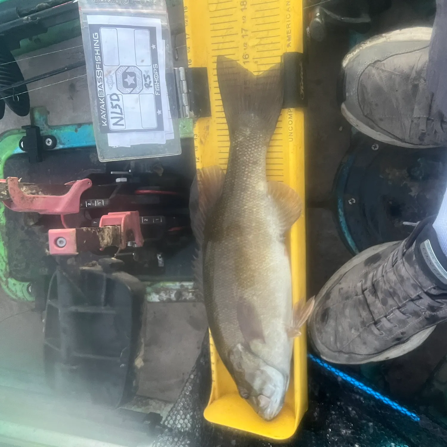 Smallmouth bass caught on Fishbrain