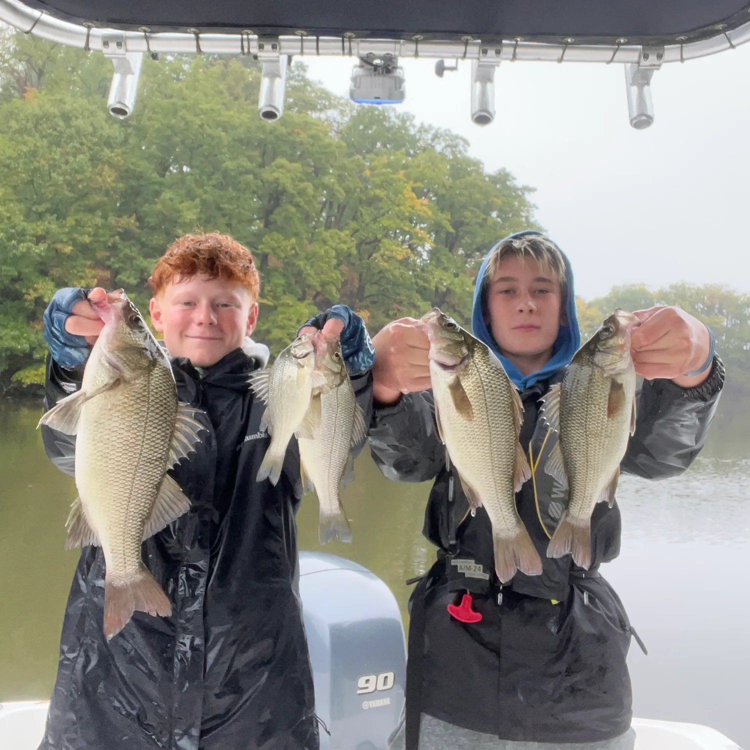 White perch caught on Fishbrain