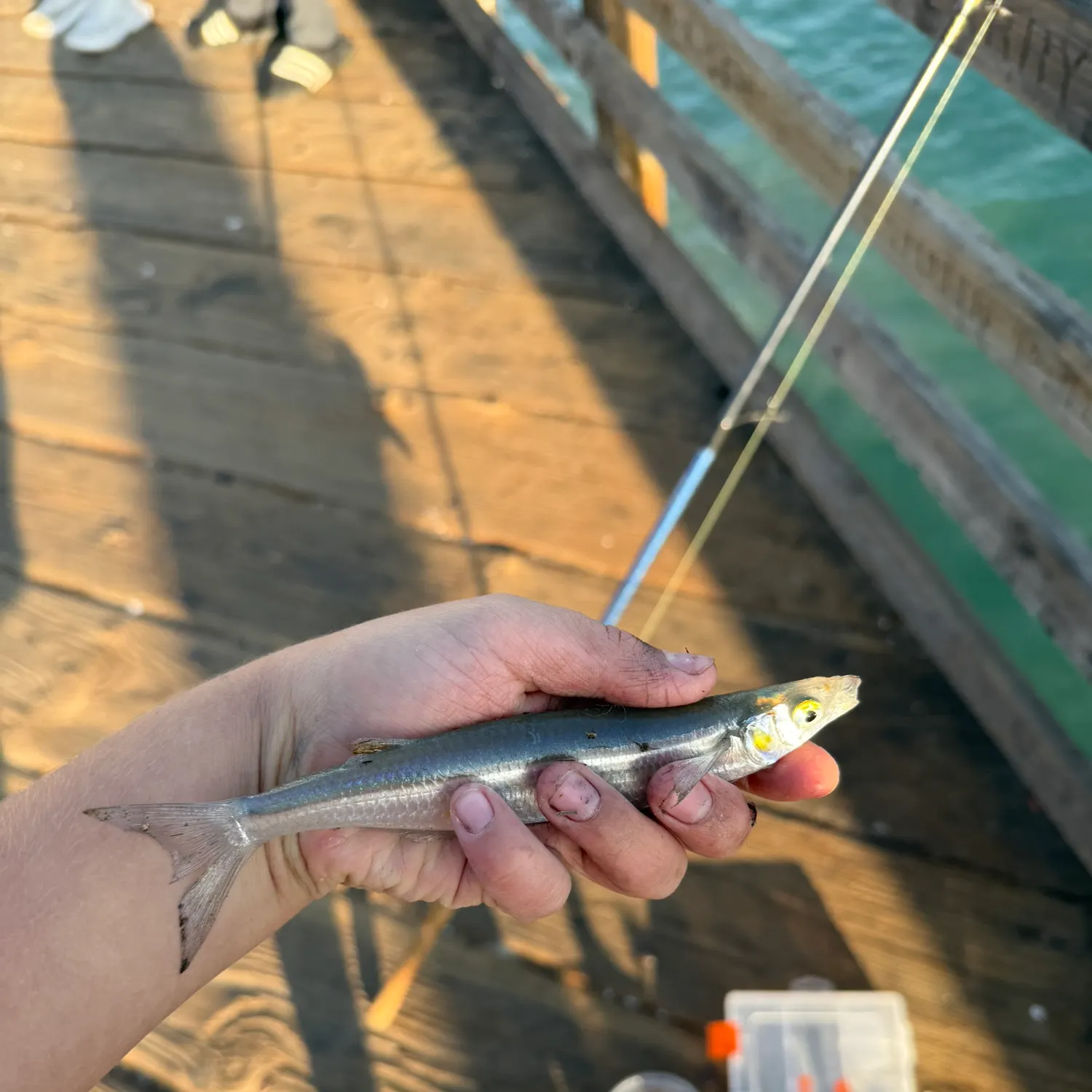 The most recent Topsmelt silverside catches on Fishbrain