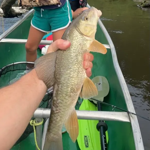 The most recent Spotted sucker catches on Fishbrain