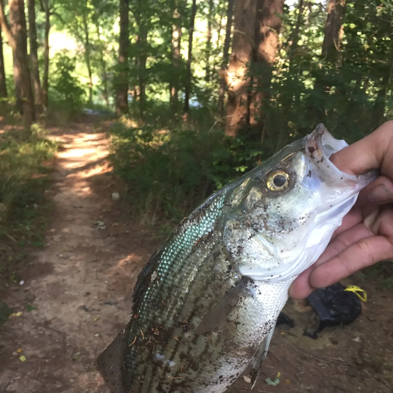 angler catch
