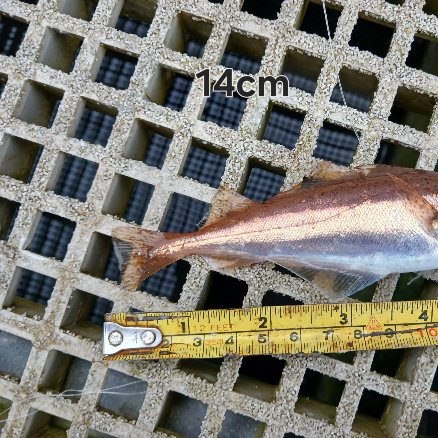 The most recent Poor cod catches on Fishbrain