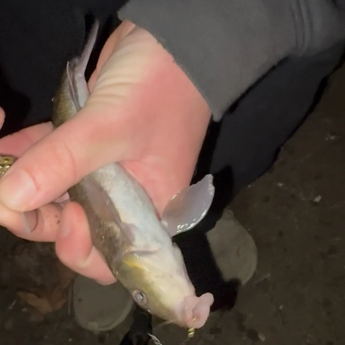 The most recent Sacramento sucker catches on Fishbrain