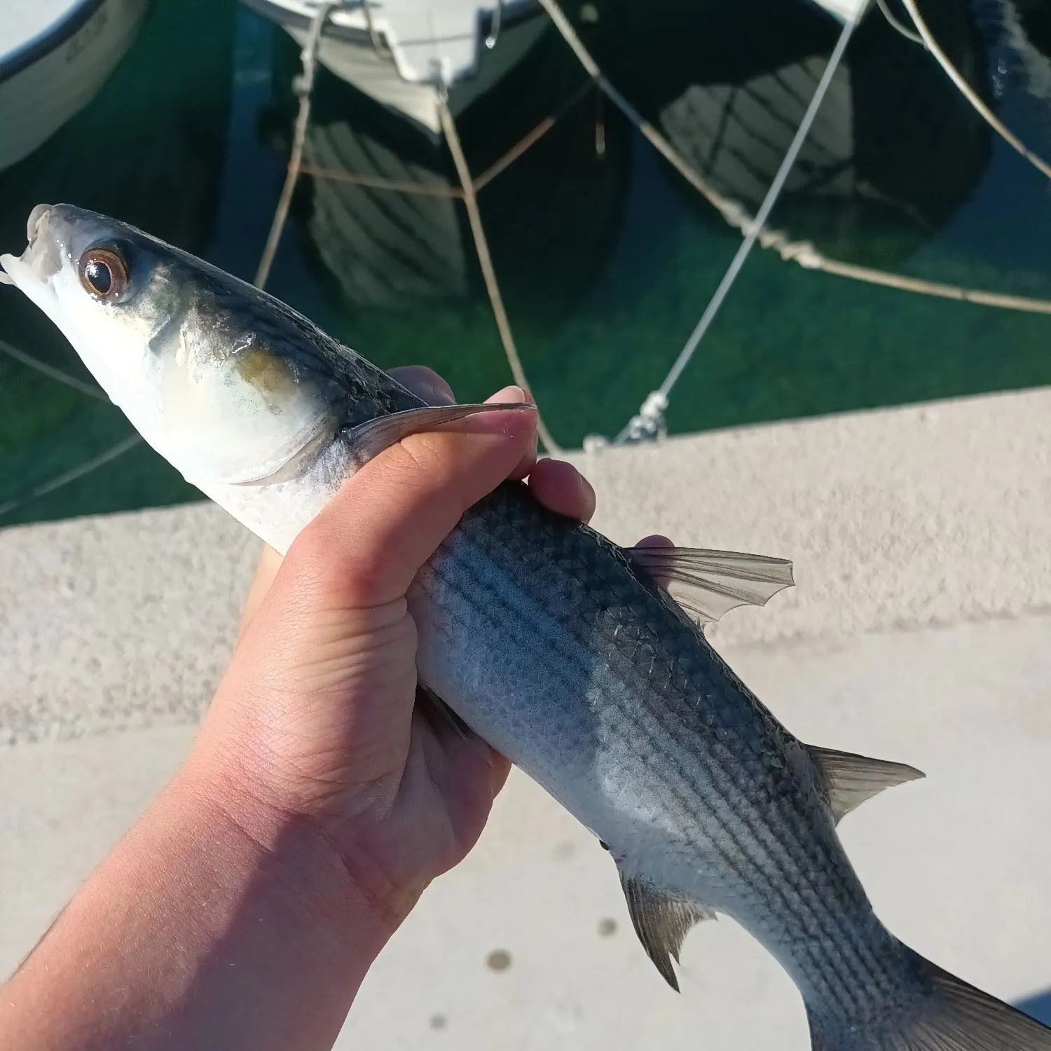The most recent Golden grey mullet catches on Fishbrain