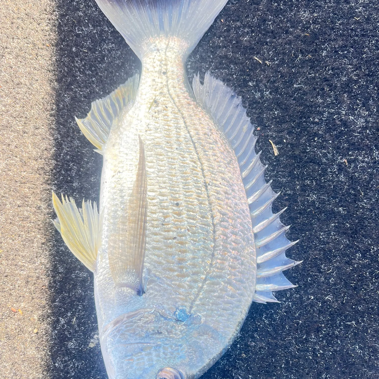 Surf bream caught on Fishbrain