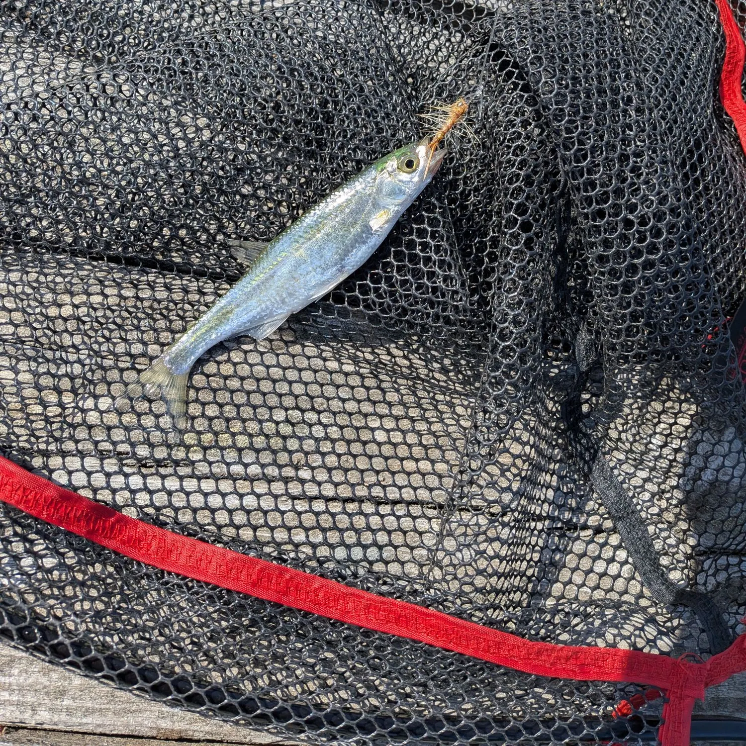 The most recent Pacific spiny dogfish catches on Fishbrain