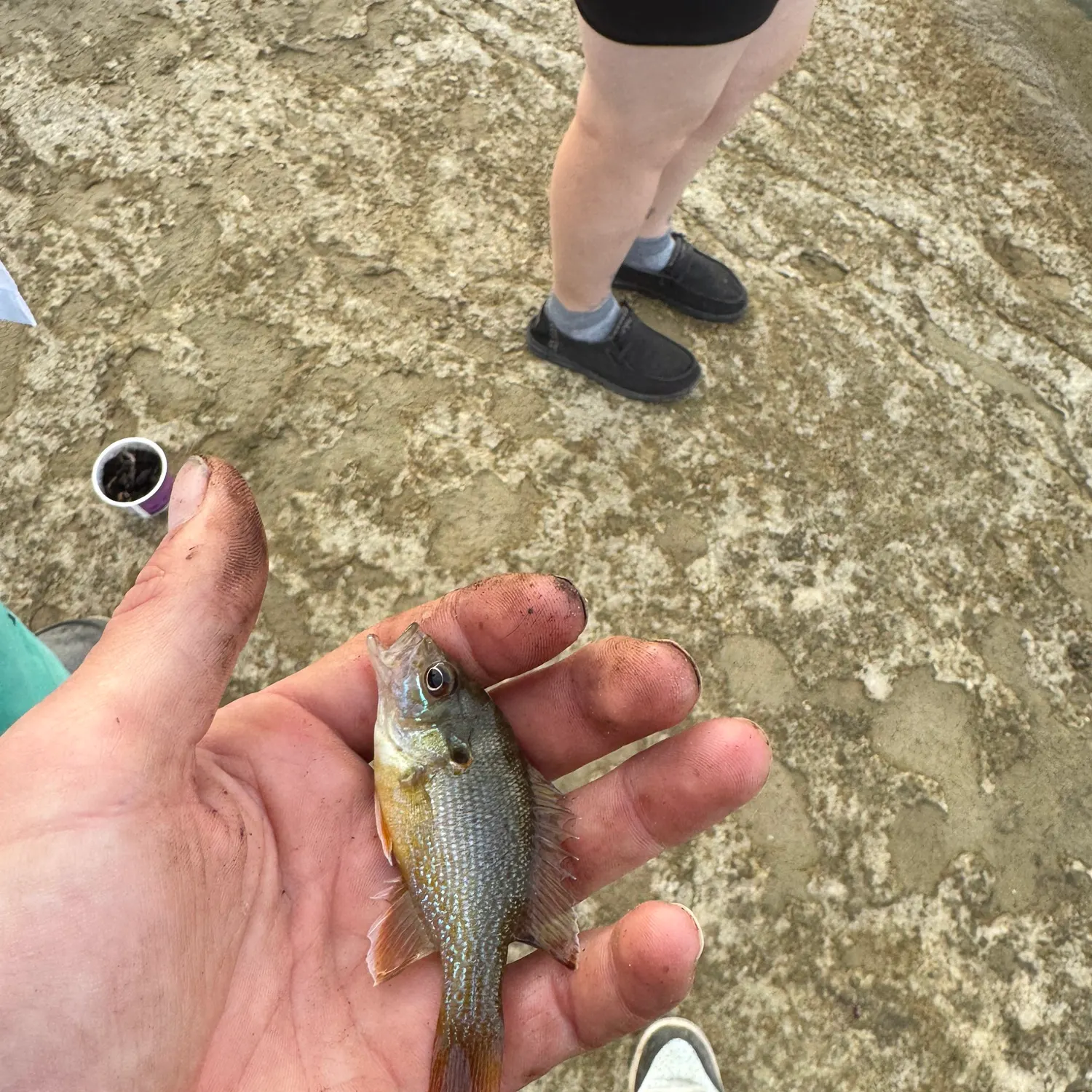 Green sunfish caught on Fishbrain