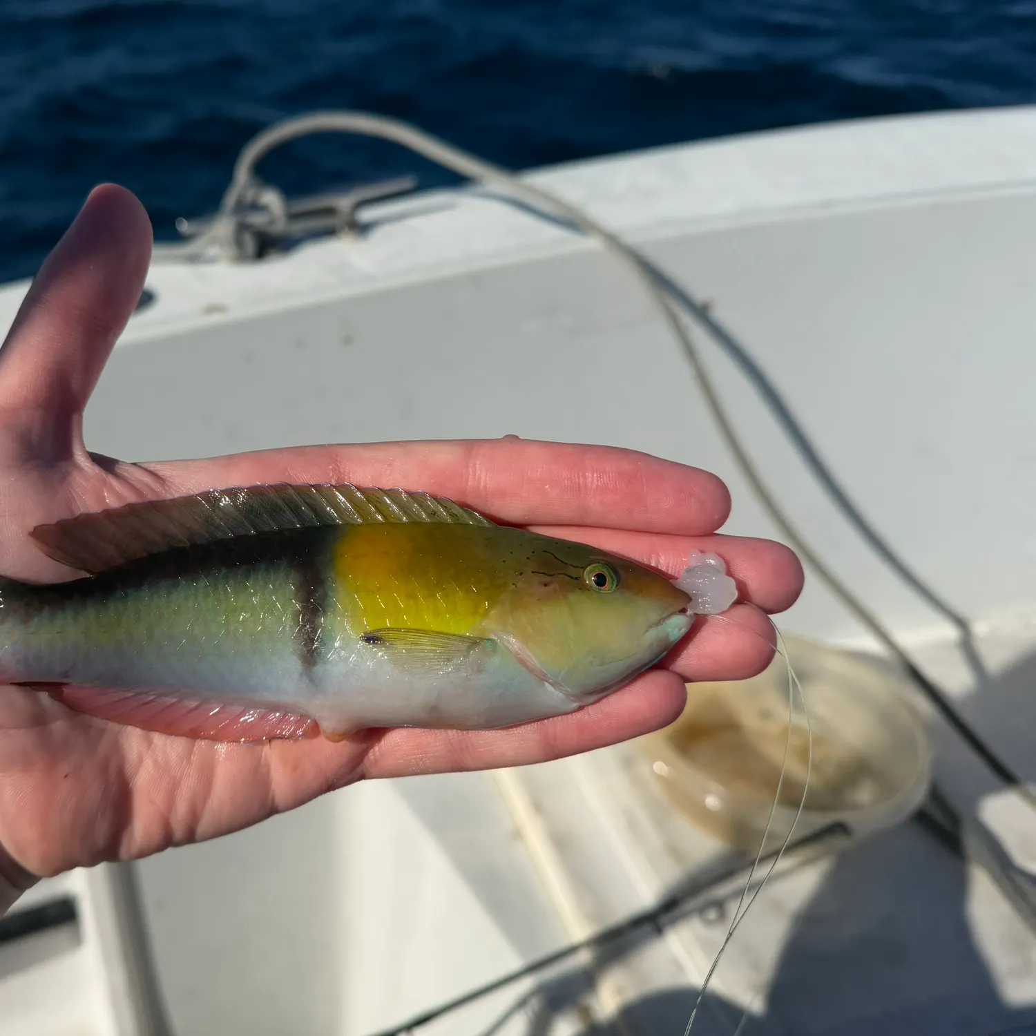 The most recent Yellowhead wrasse catches on Fishbrain