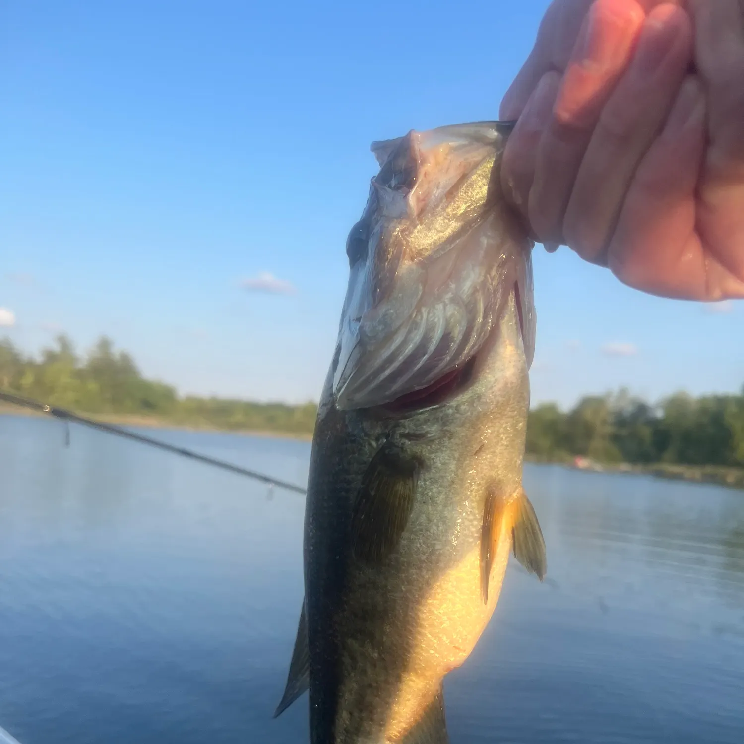 angler catch