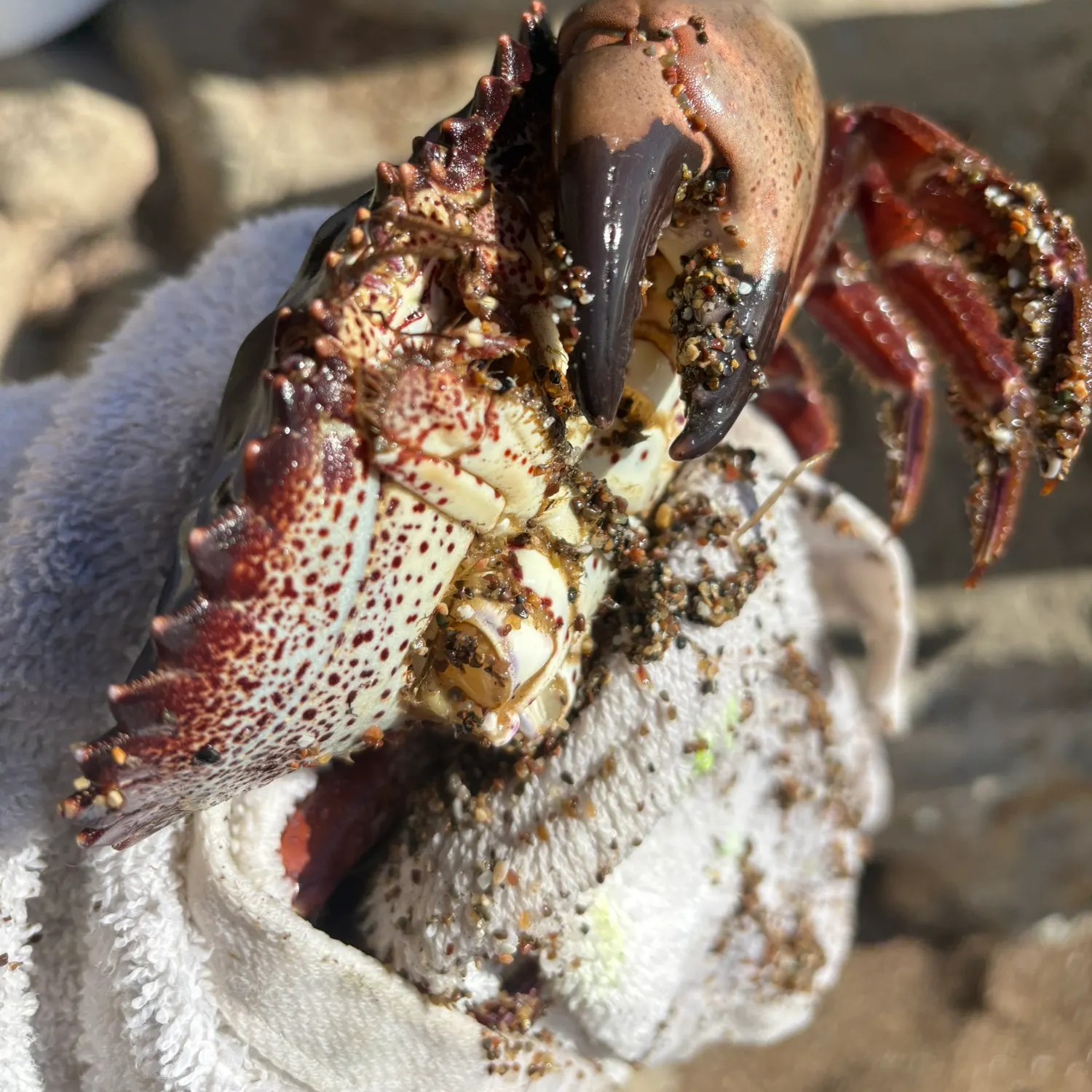 The most recent Northern kelp crab catches on Fishbrain