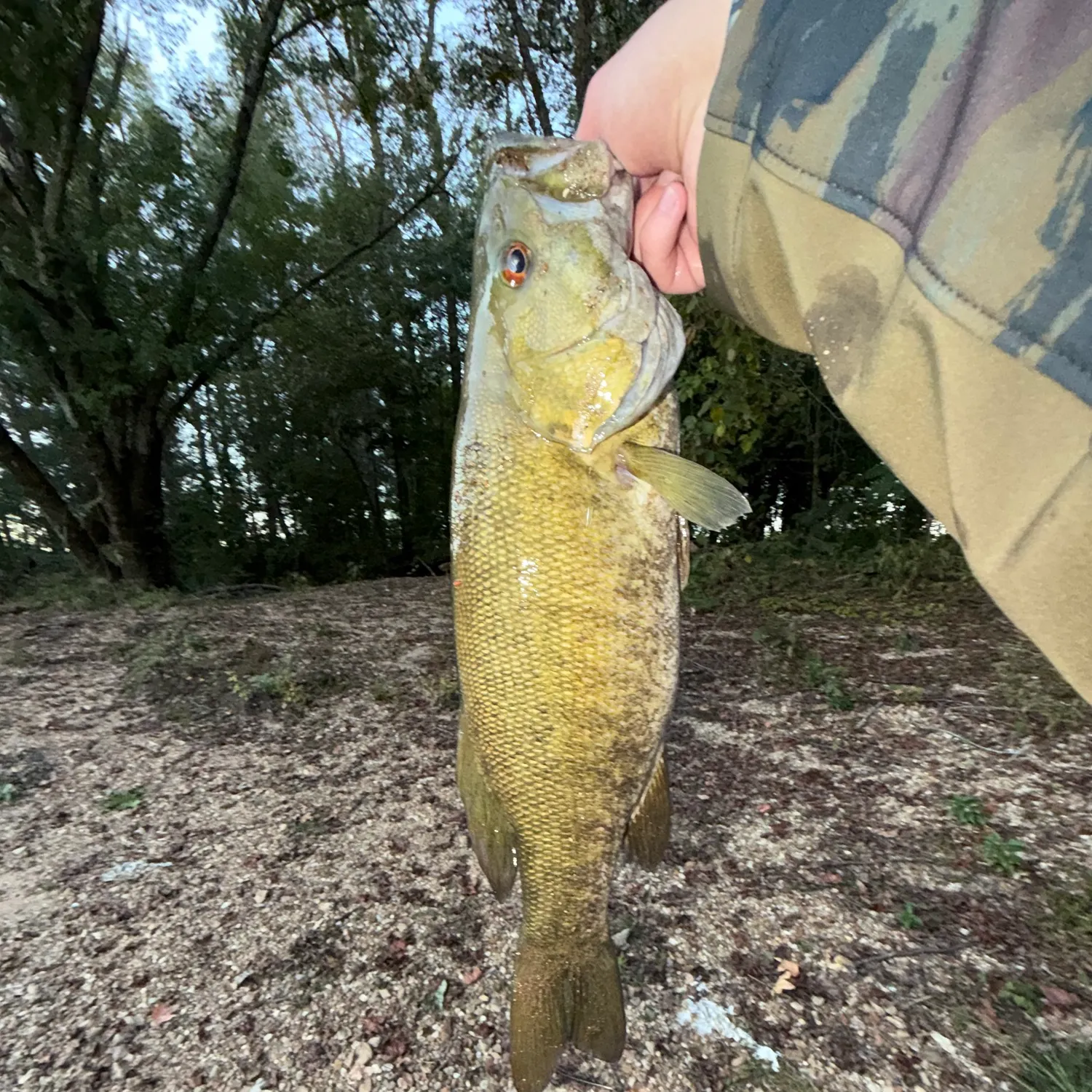 Smallmouth bass caught on Fishbrain