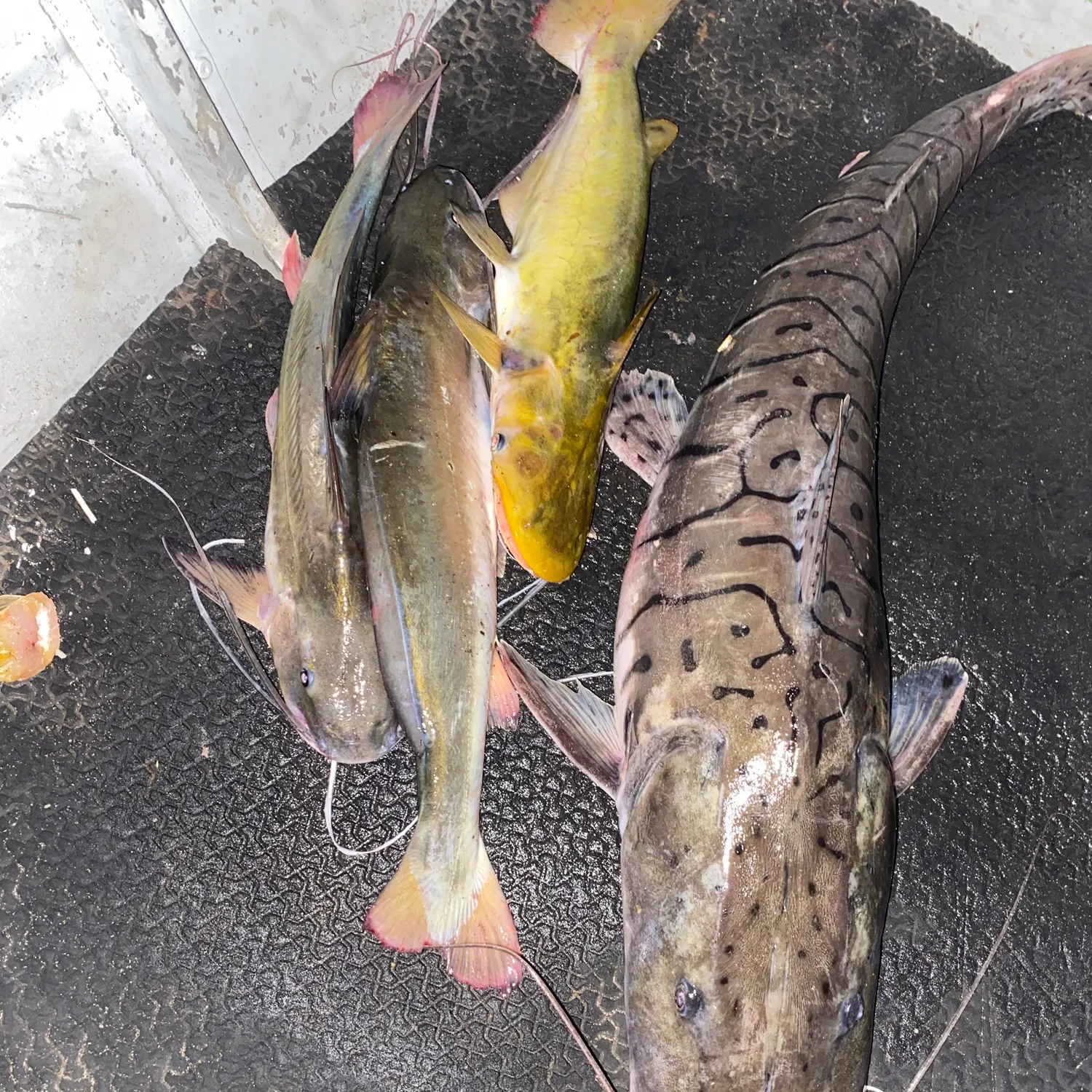 The most recent Barred sorubim catches on Fishbrain