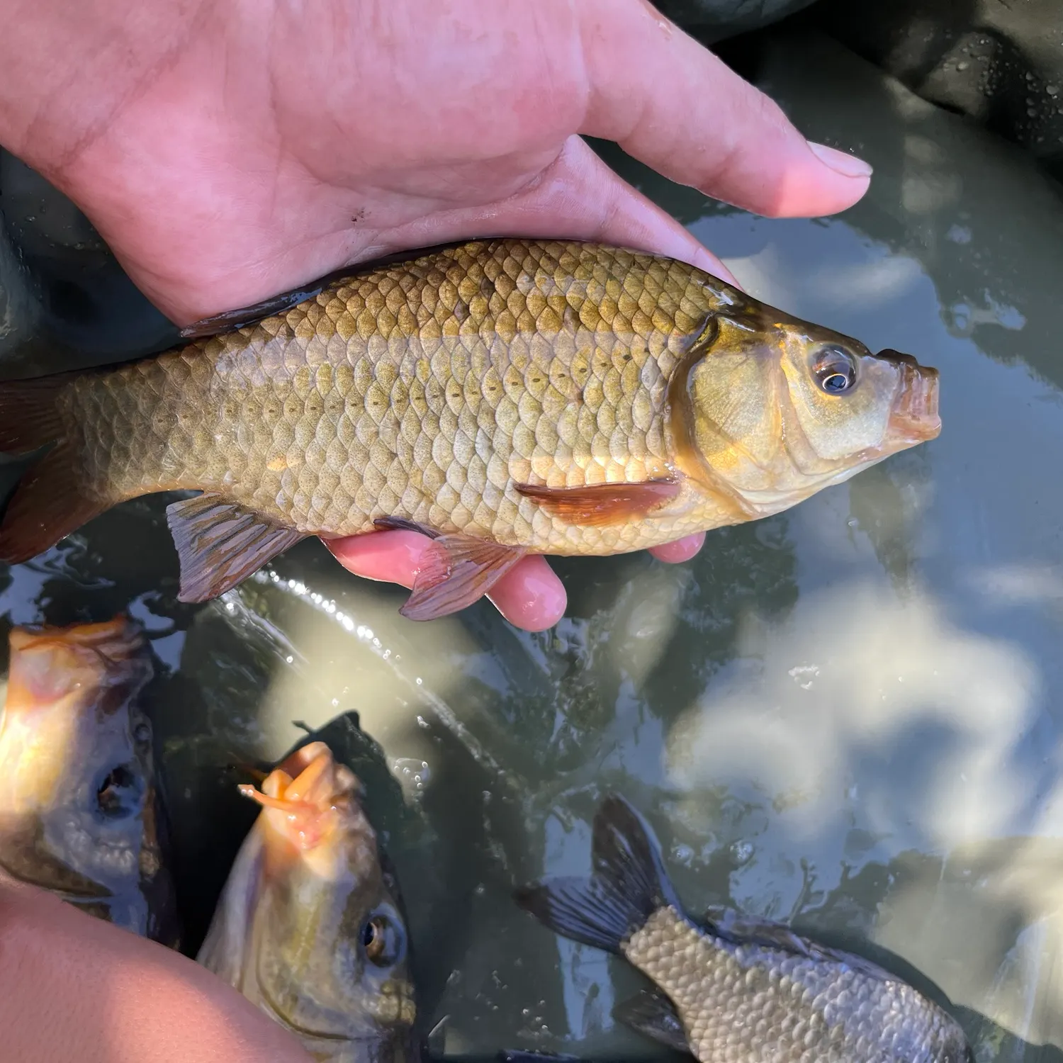 The most recent Crucian carp catches on Fishbrain