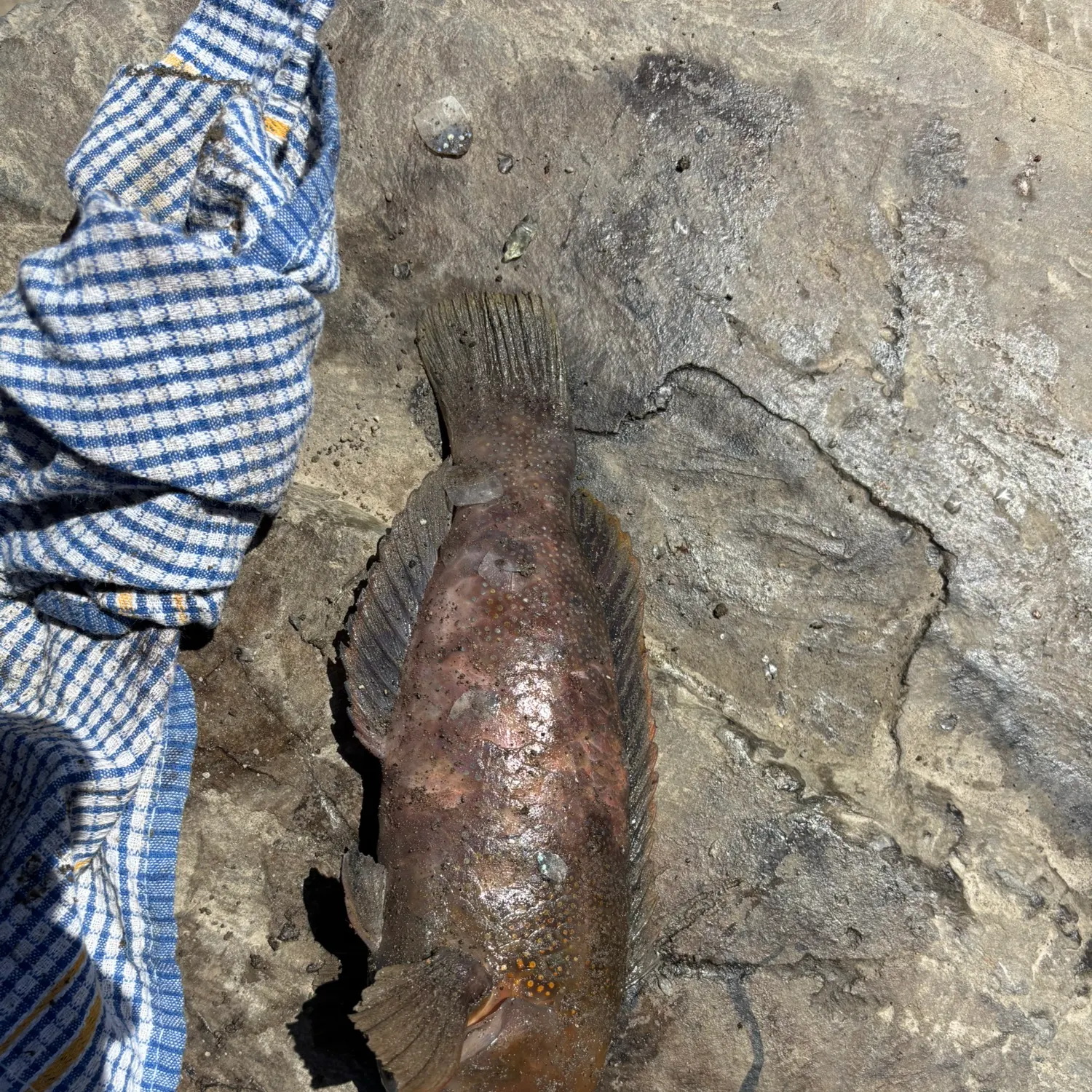 The most recent Brownspotted wrasse catches on Fishbrain