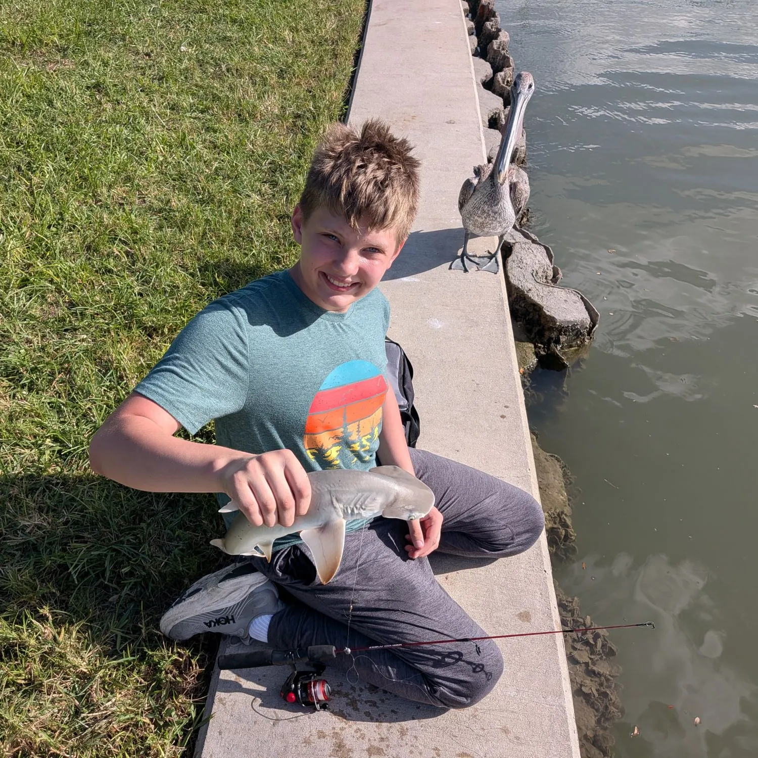 Bonnethead shark caught on Fishbrain