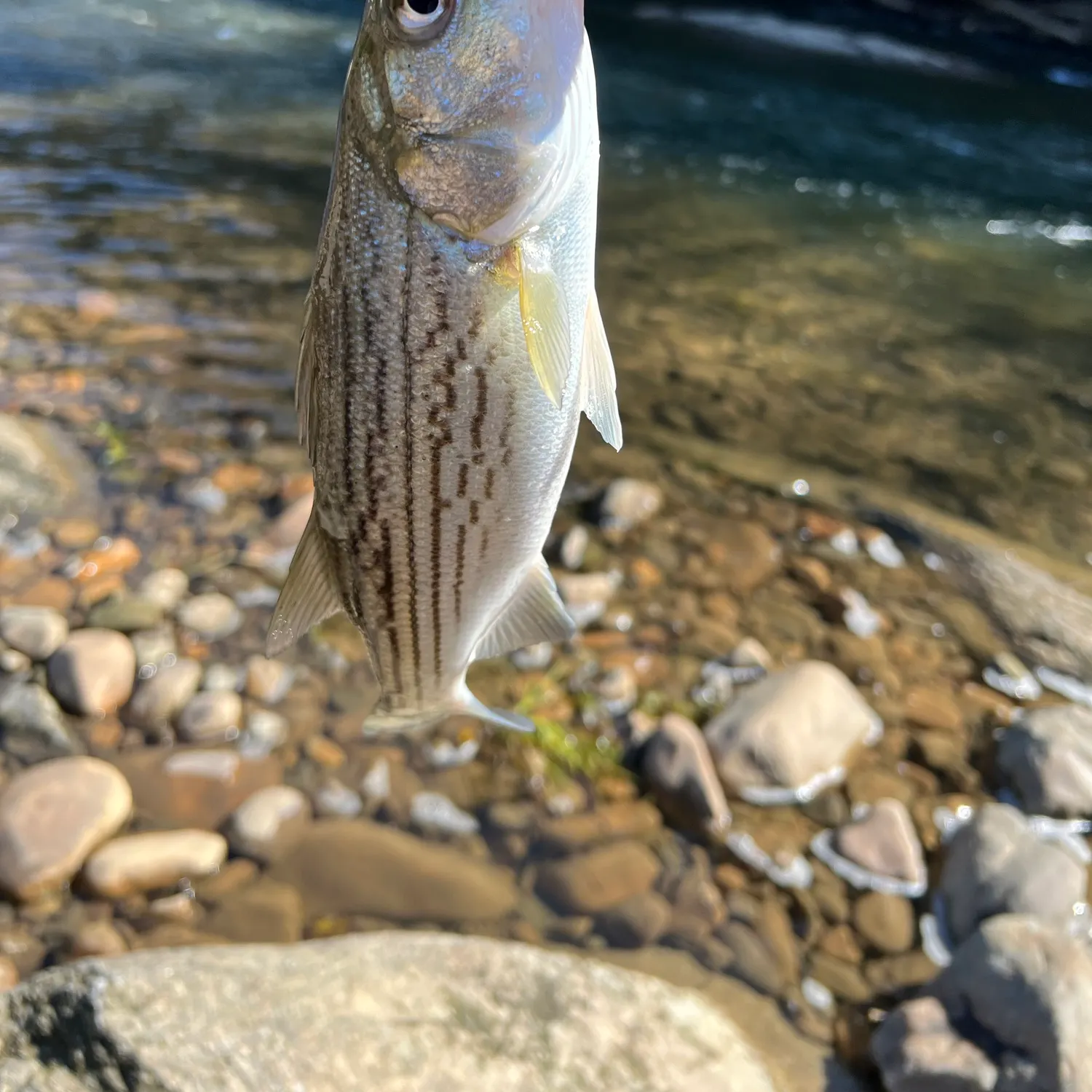 Wiper caught on Fishbrain