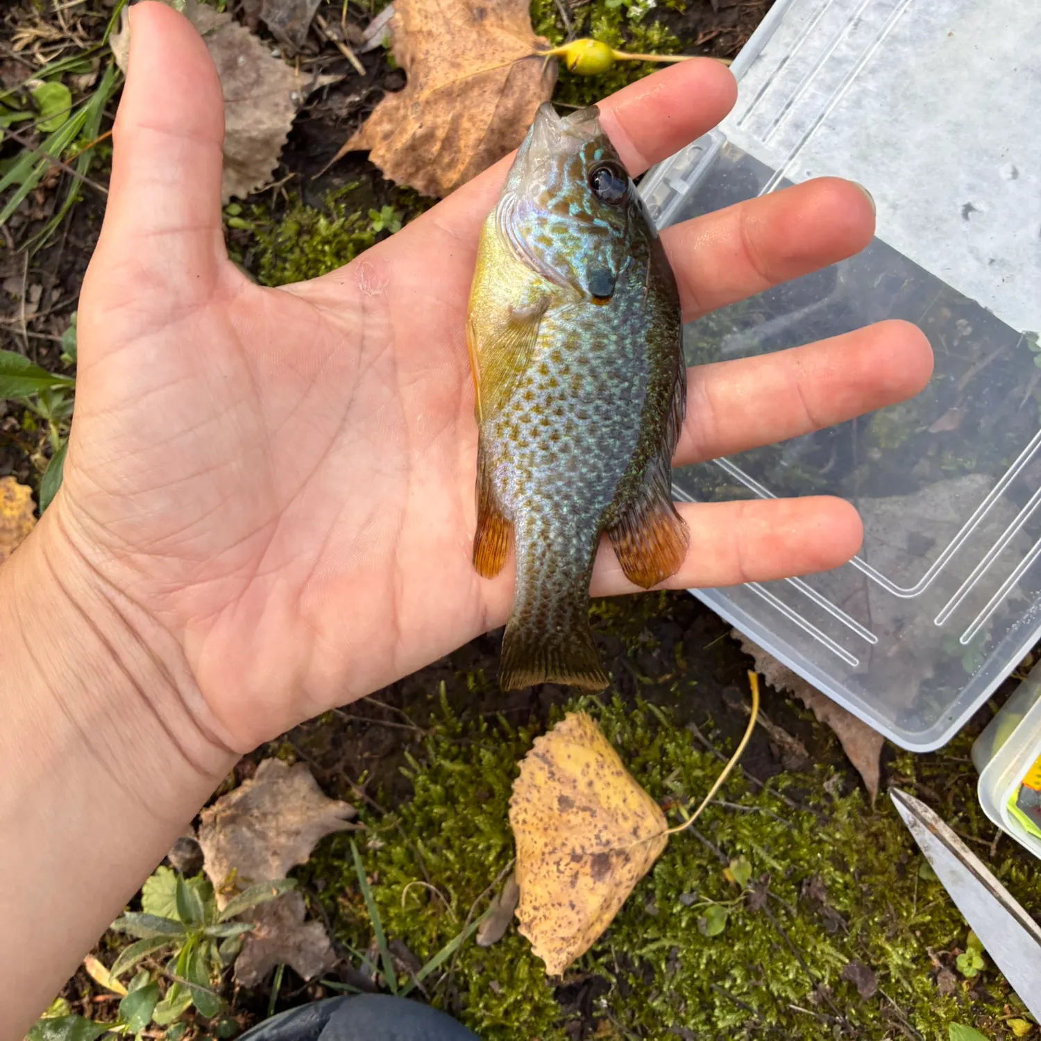 Bluegill caught on Fishbrain