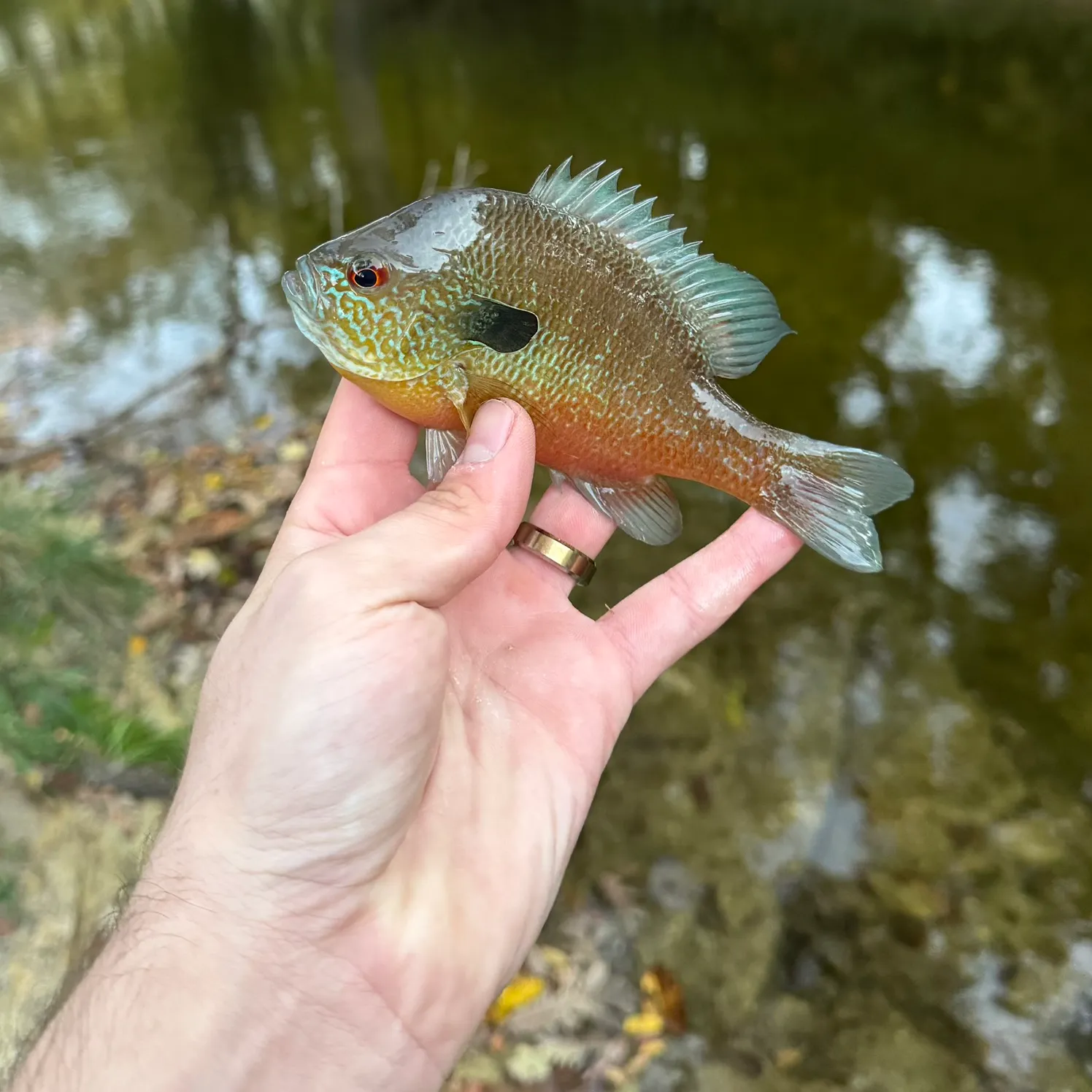 The most recent Plains longear sunfish catches on Fishbrain
