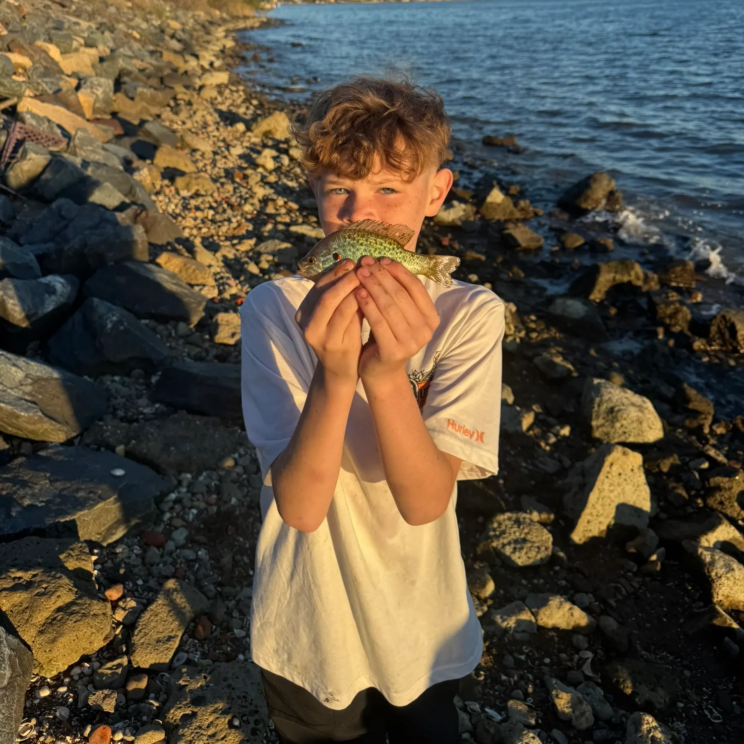 The most recent Spotted sunfish catches on Fishbrain