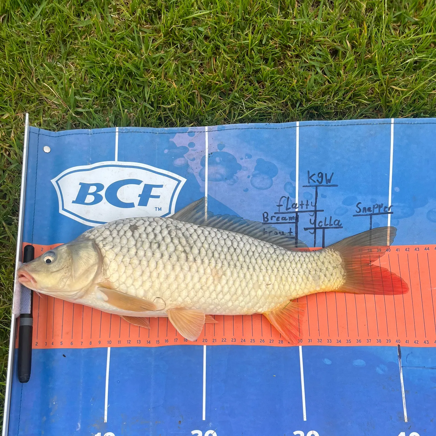 Common carp caught on Fishbrain