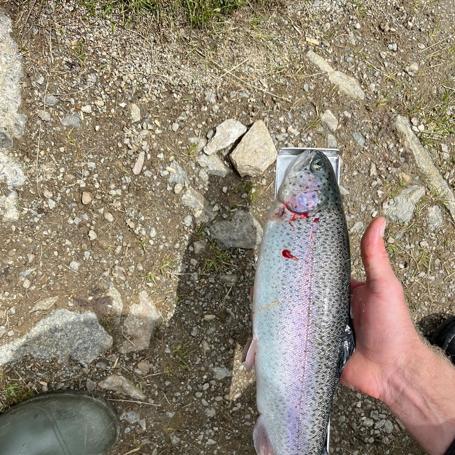 Fish caught on Fishbrain