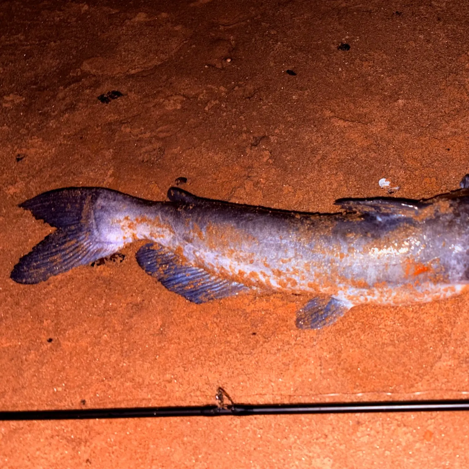 Channel catfish caught on Fishbrain