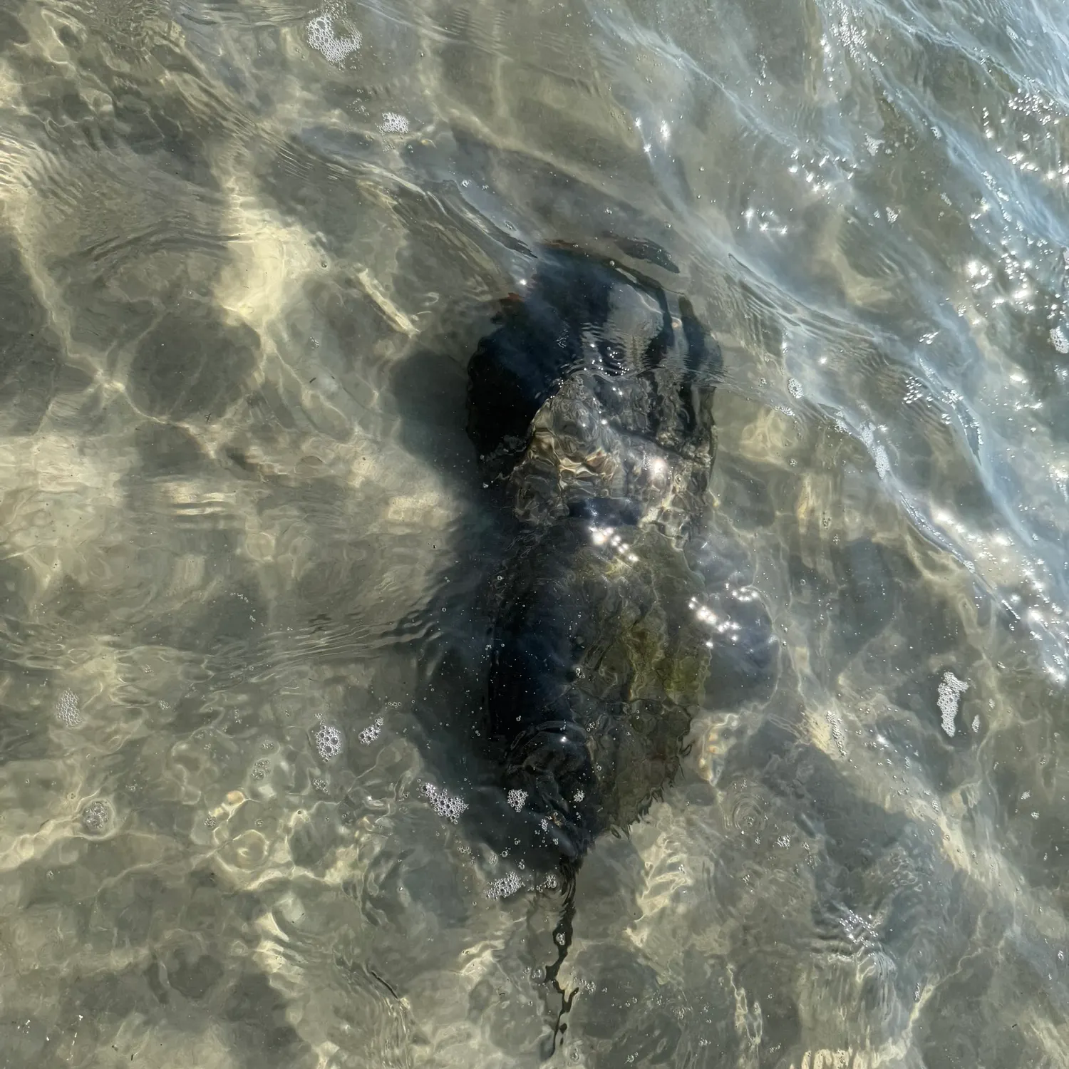 Atlantic horseshoe crab caught on Fishbrain