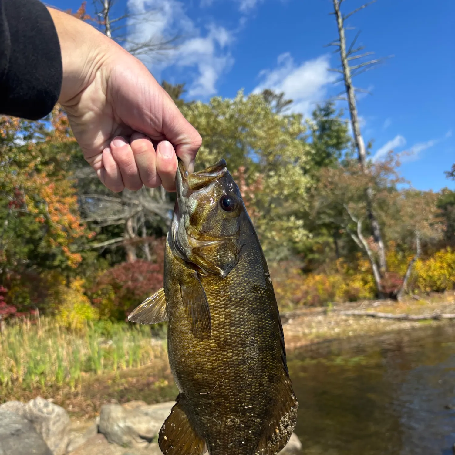 Smallmouth bass caught on Fishbrain