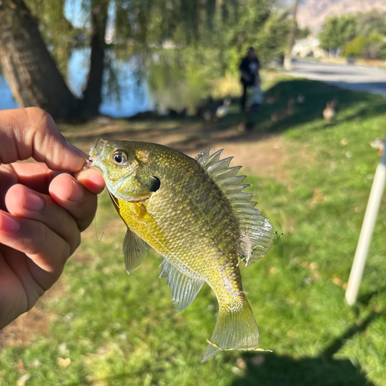 Bluegill caught on Fishbrain