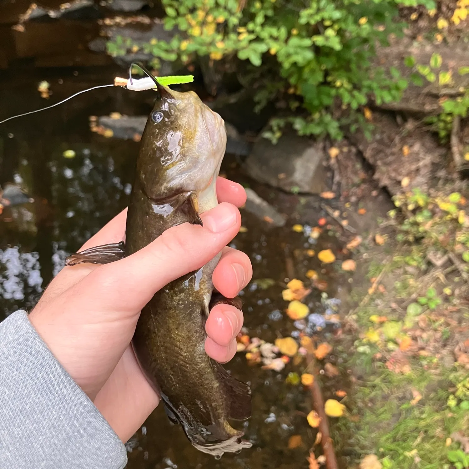 Black bullhead caught on Fishbrain