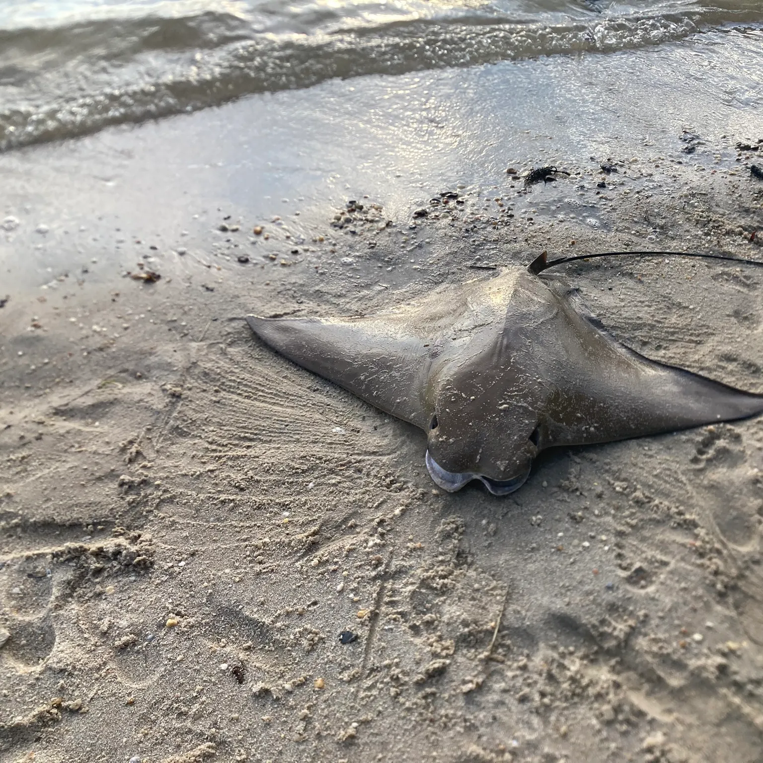 The most recent Cownose Ray catches on Fishbrain