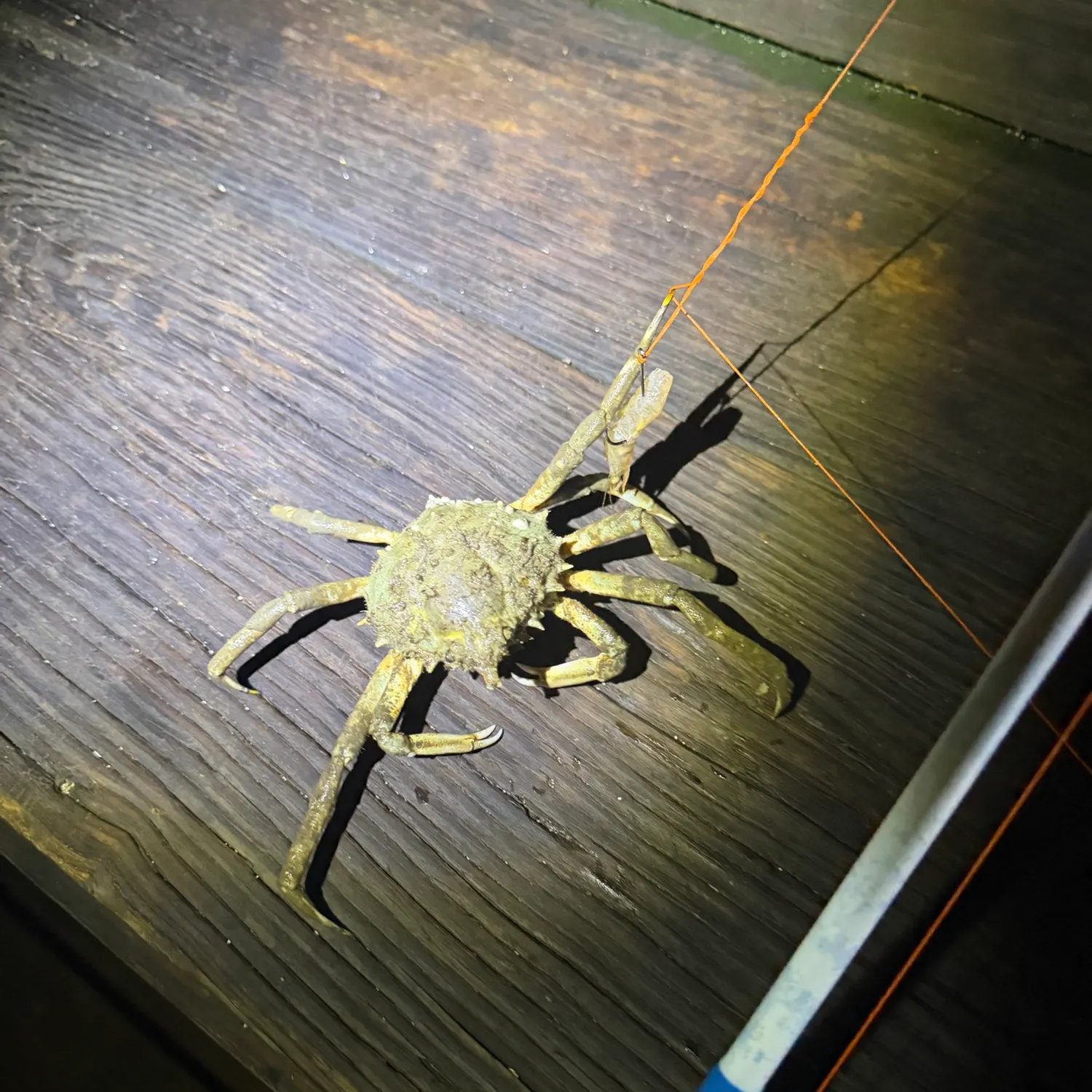 The most recent Portly spider crab catches on Fishbrain