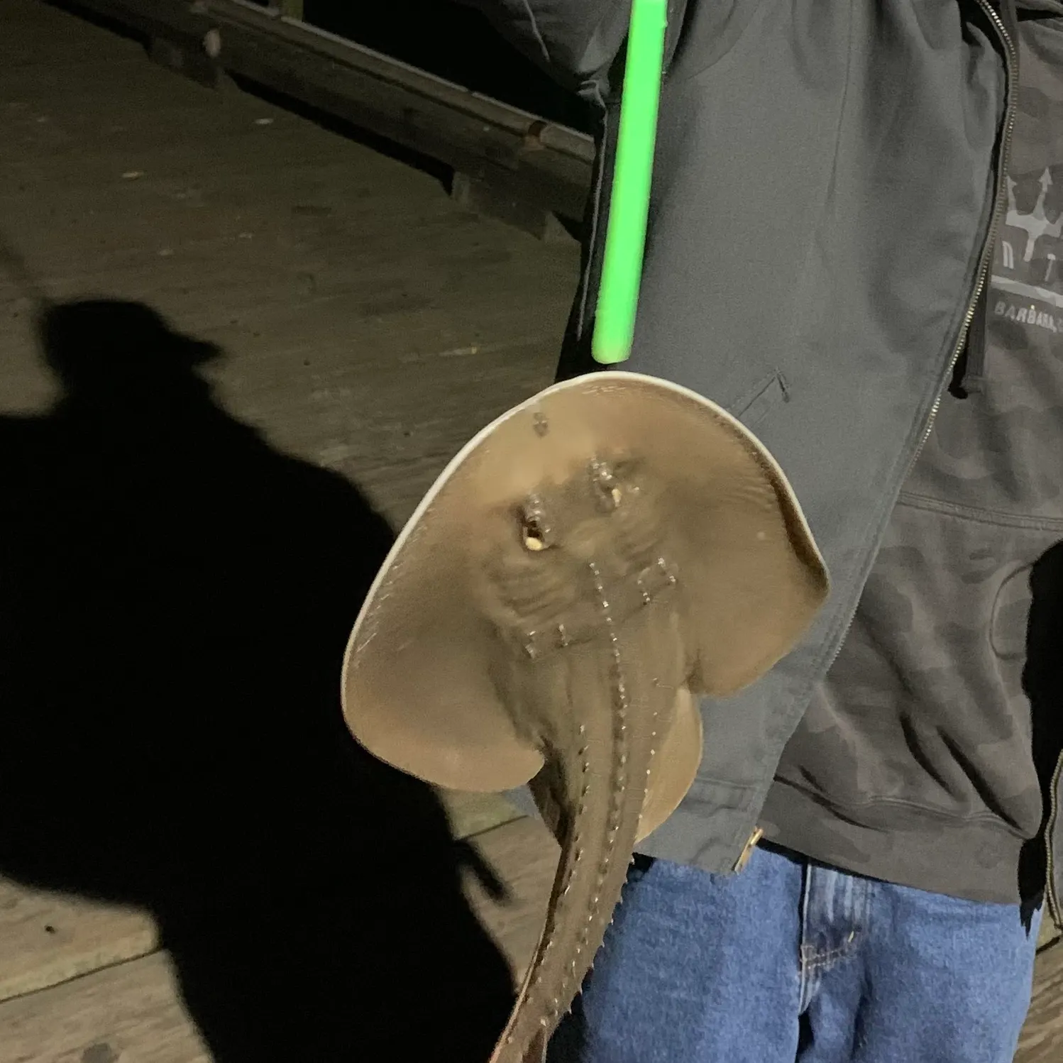 The most recent Thornback ray catches on Fishbrain