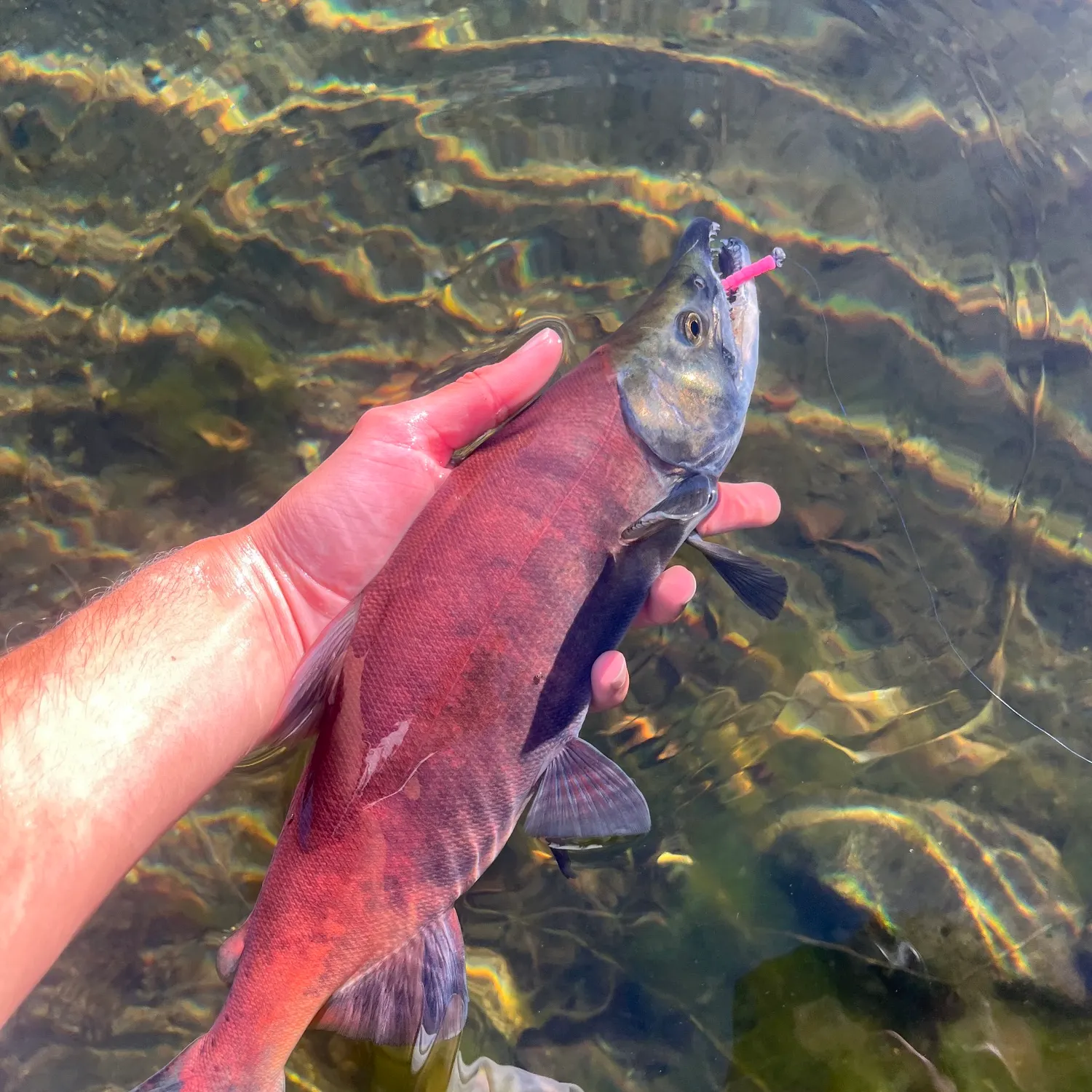 Kokanee salmon caught on Fishbrain