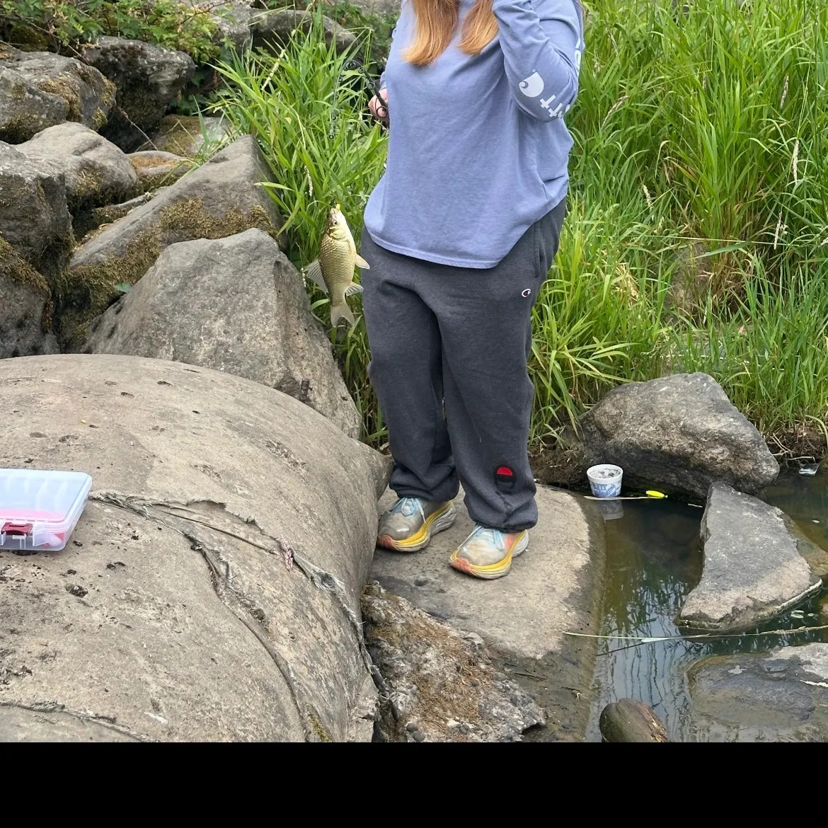 The most recent Prussian carp catches on Fishbrain