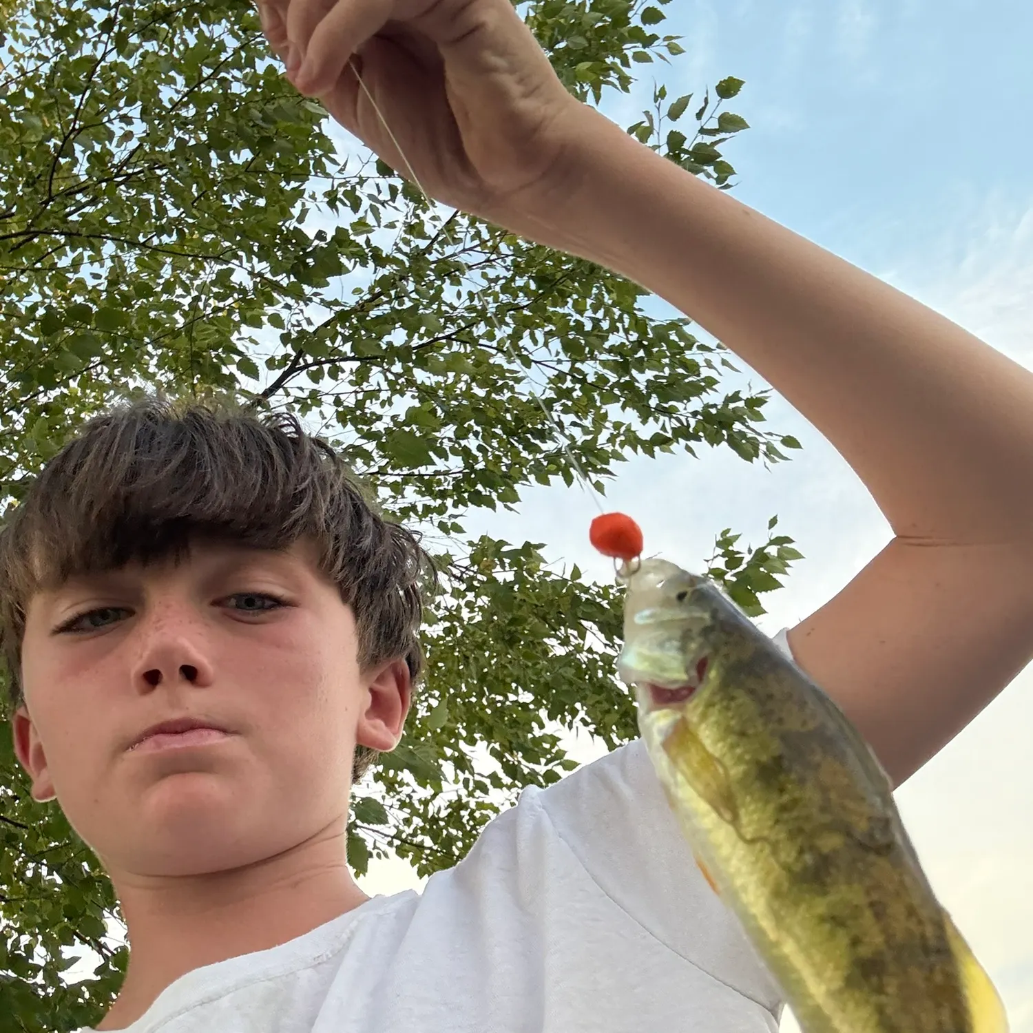 Yellow perch caught on Fishbrain