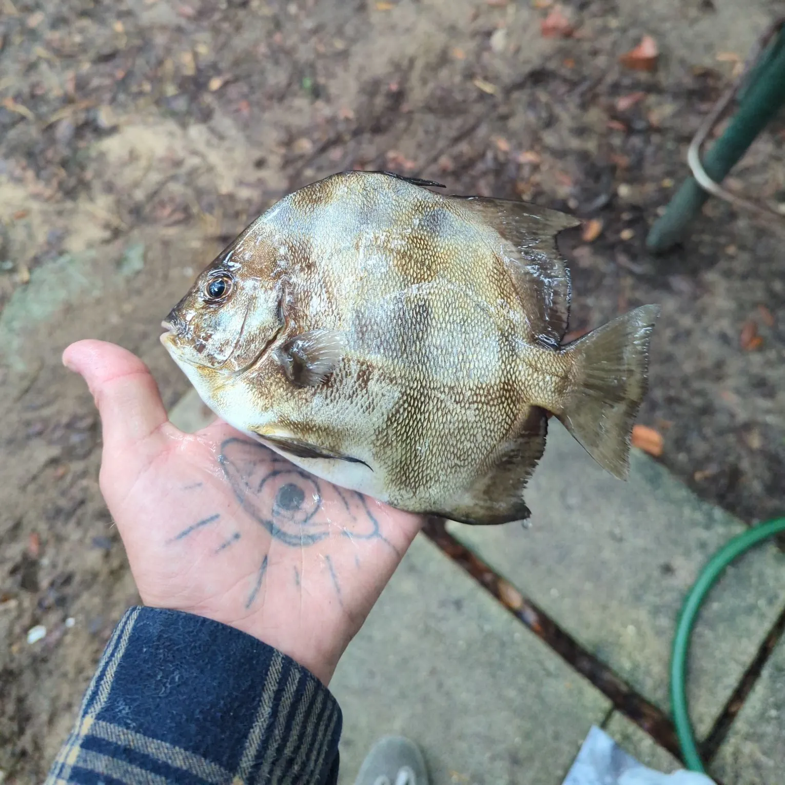 The most recent Spotted sicklefish catches on Fishbrain