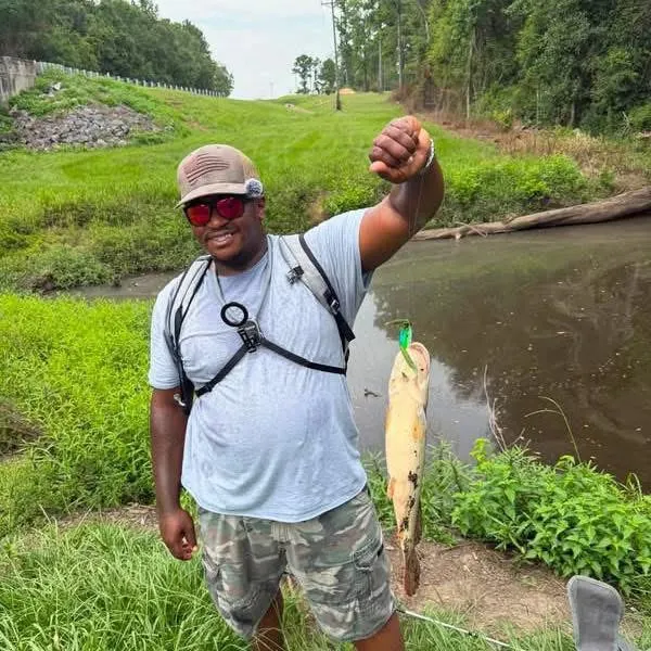The most recent Ruddy bowfin catches on Fishbrain
