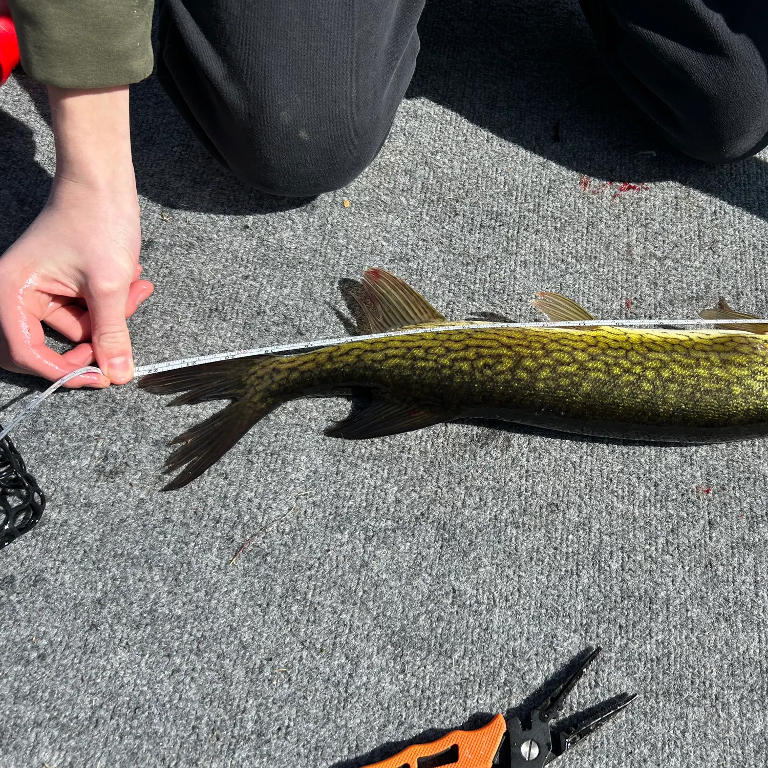 recently logged catches