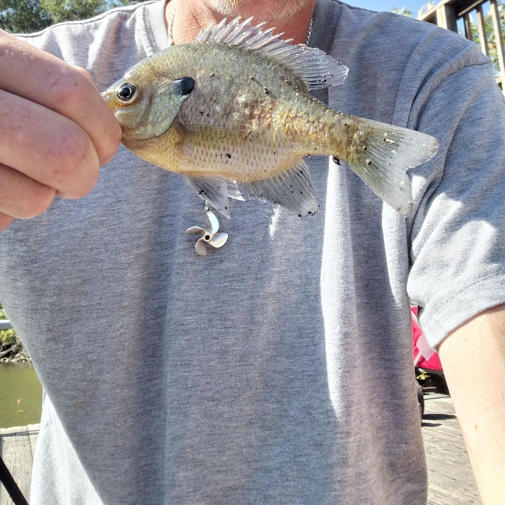 Bluegill caught on Fishbrain