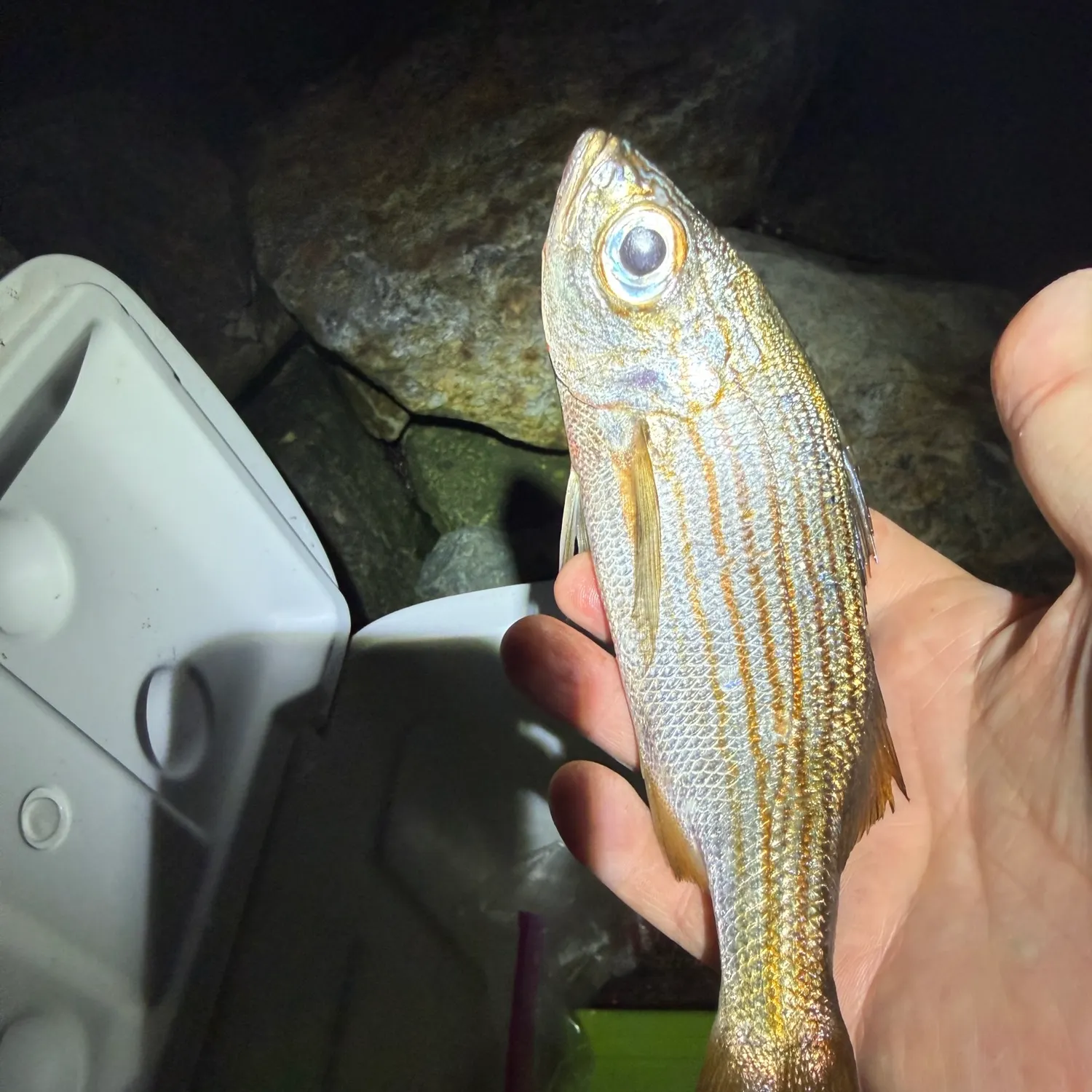 The most recent Californian salema catches on Fishbrain