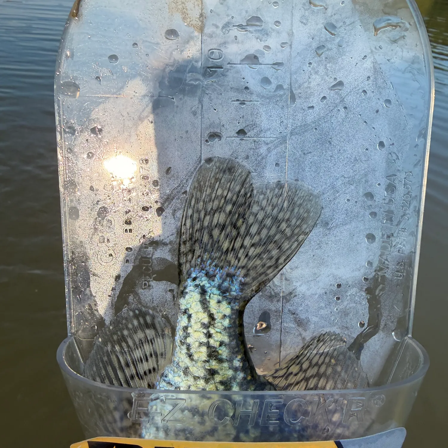 Black crappie caught on Fishbrain