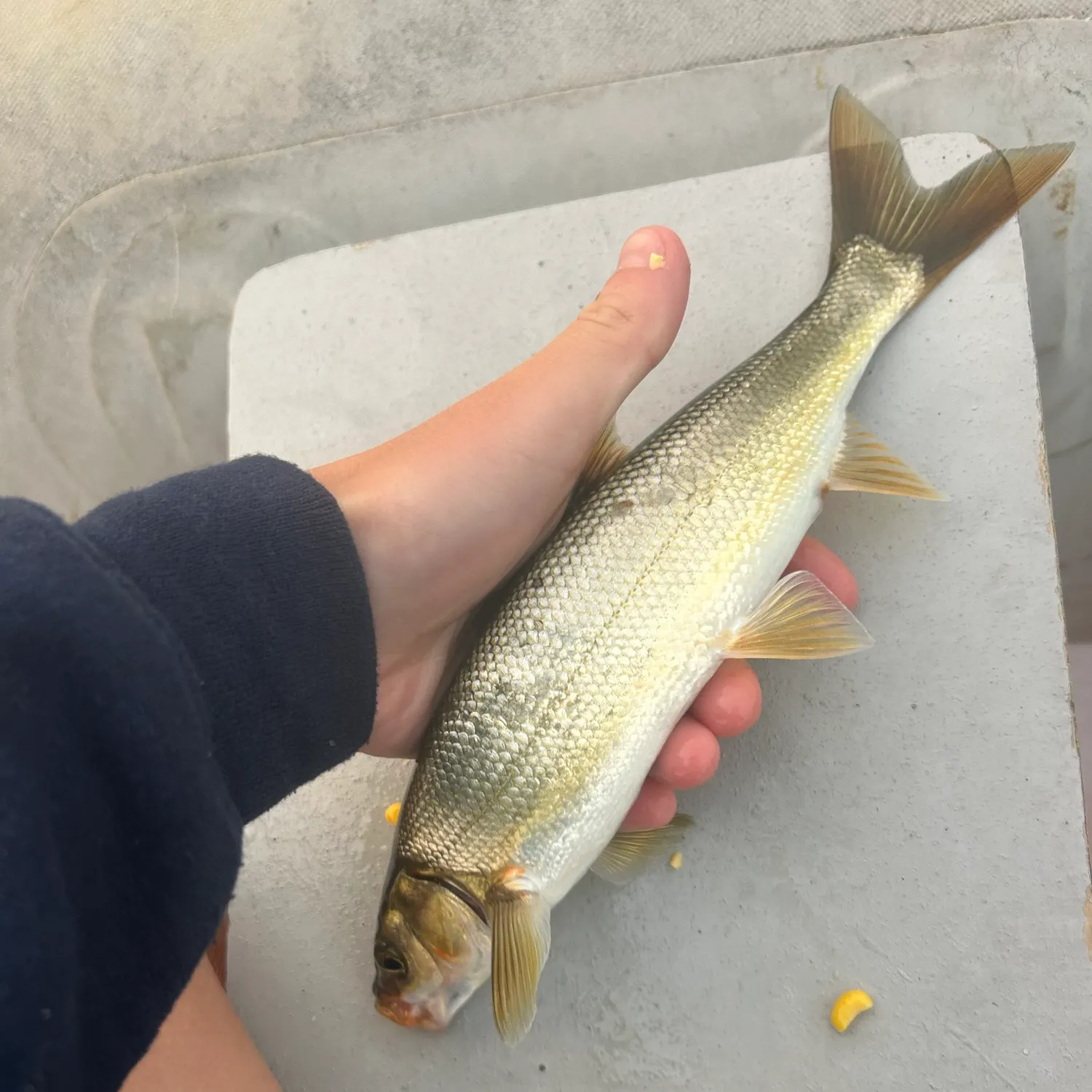 The most recent Peamouth catches on Fishbrain