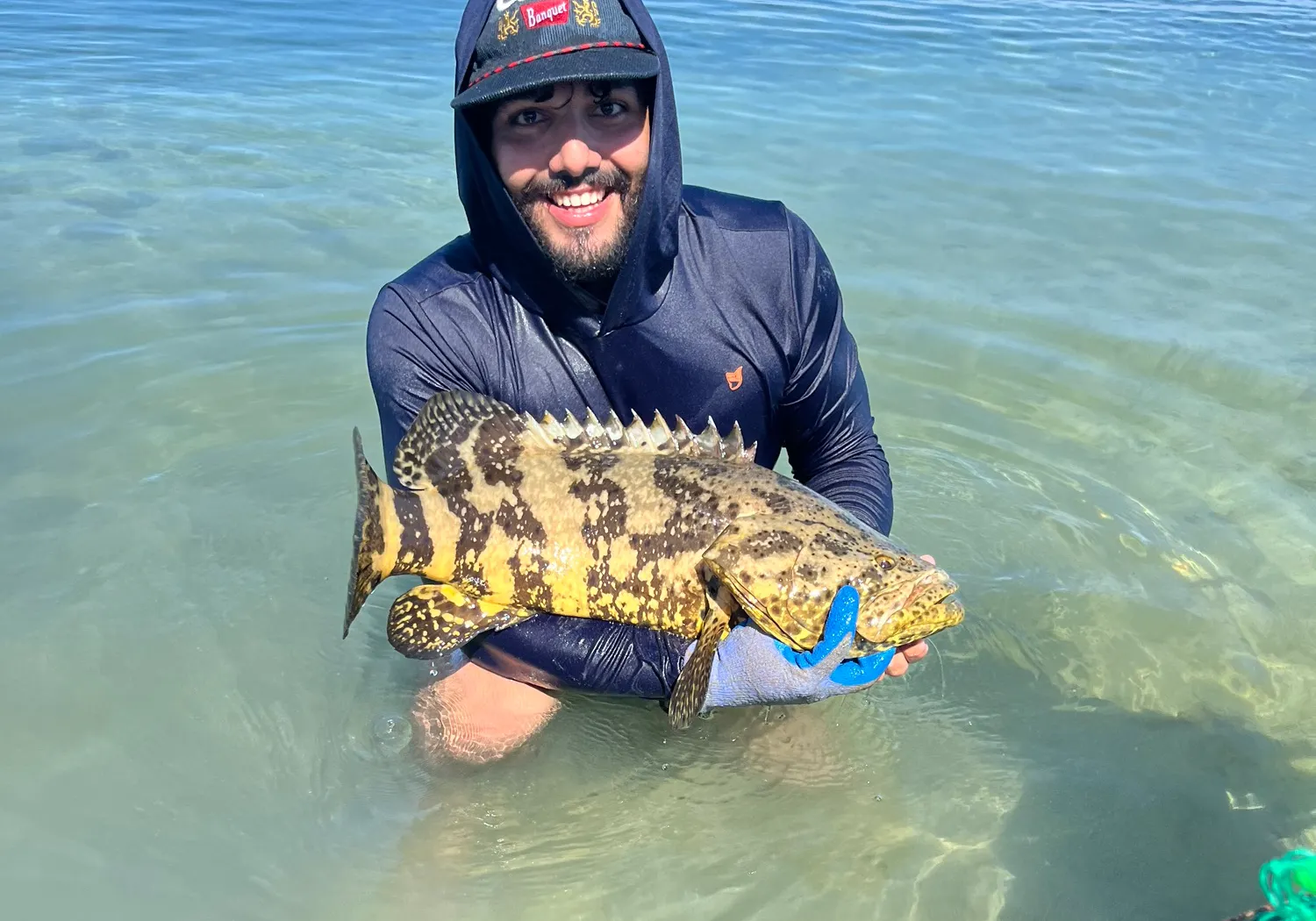 Atlantic goliath grouper