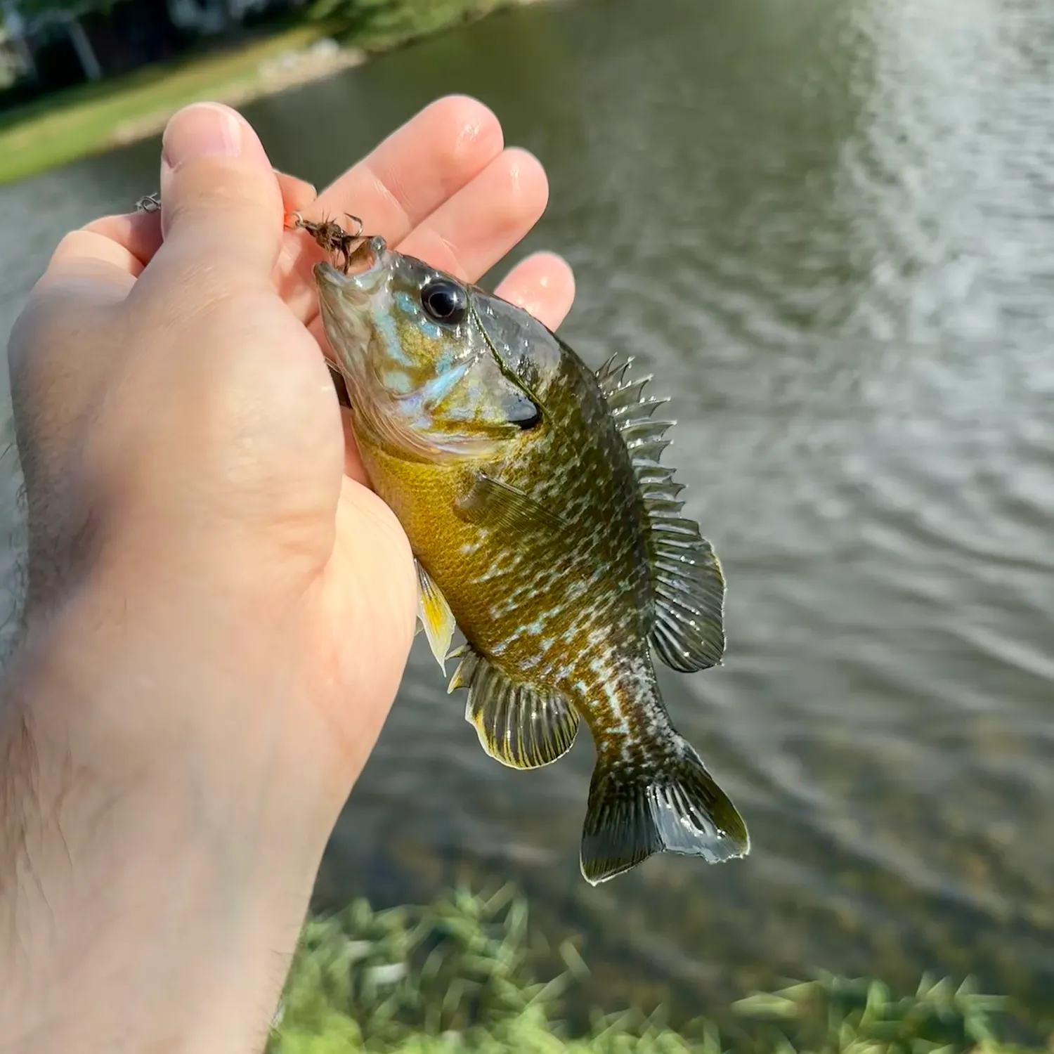 Bluegill caught on Fishbrain