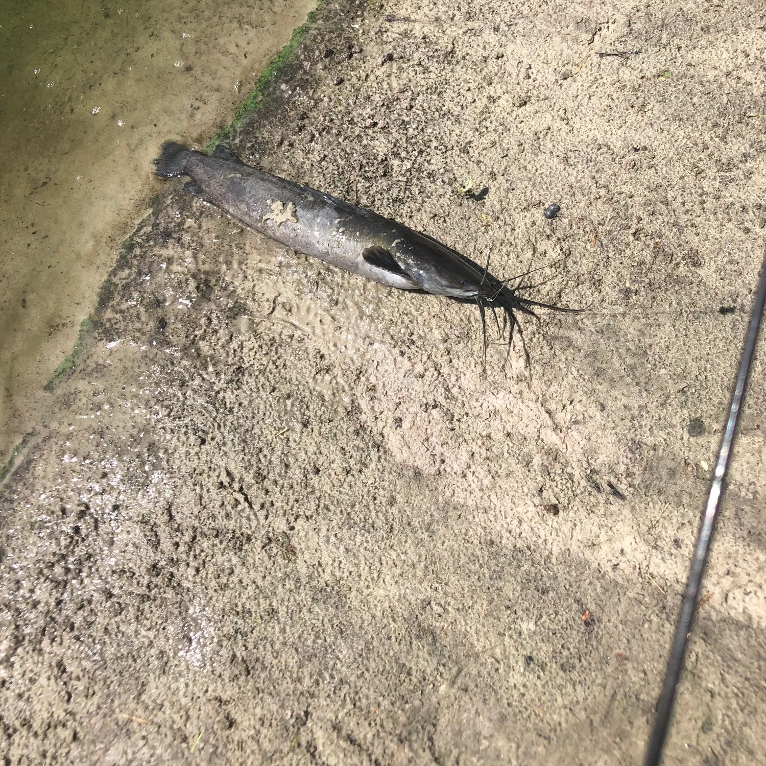 The most recent North African catfish catches on Fishbrain