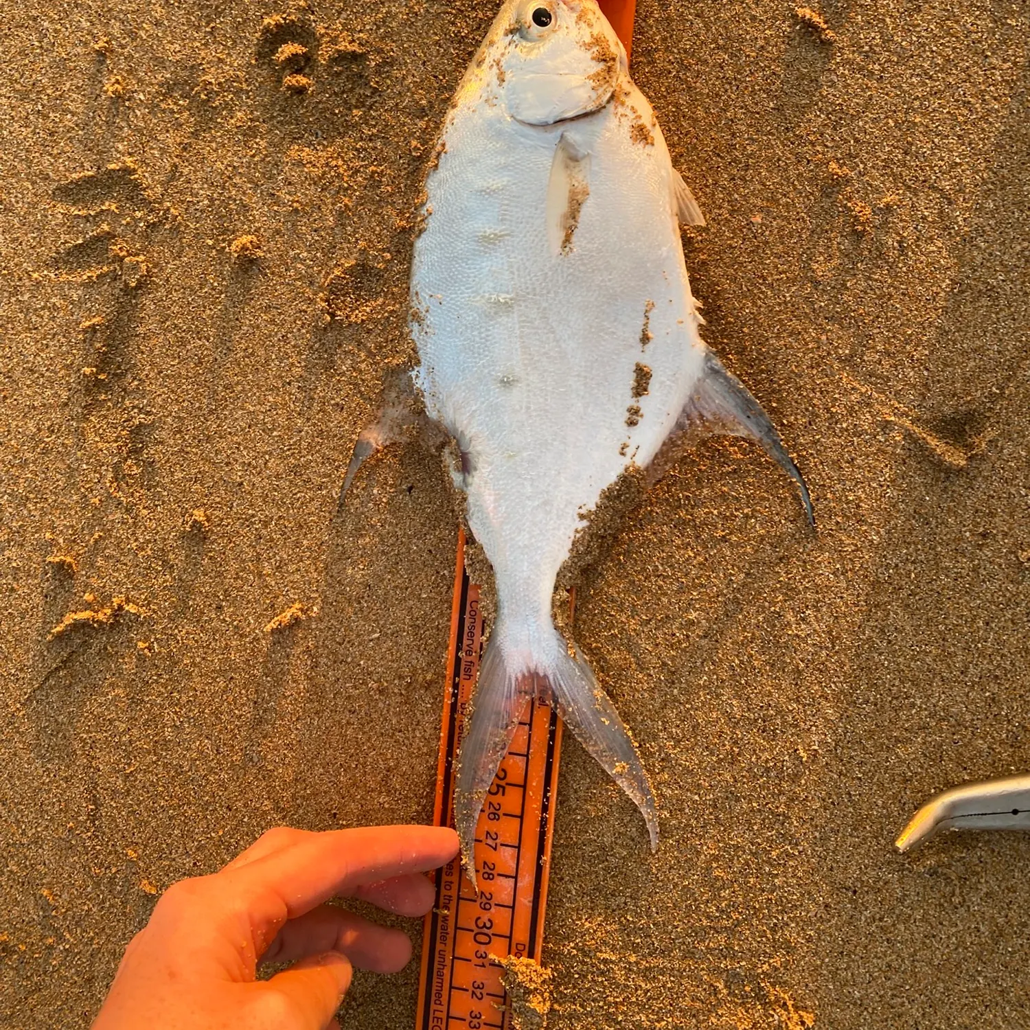 The most recent Swallowtail dart catches on Fishbrain