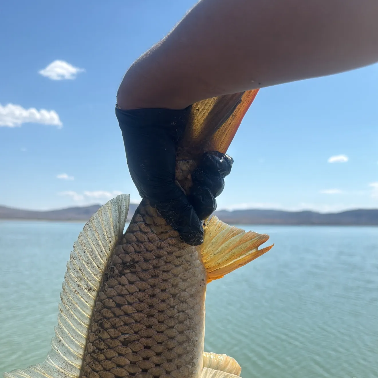 Common carp caught on Fishbrain
