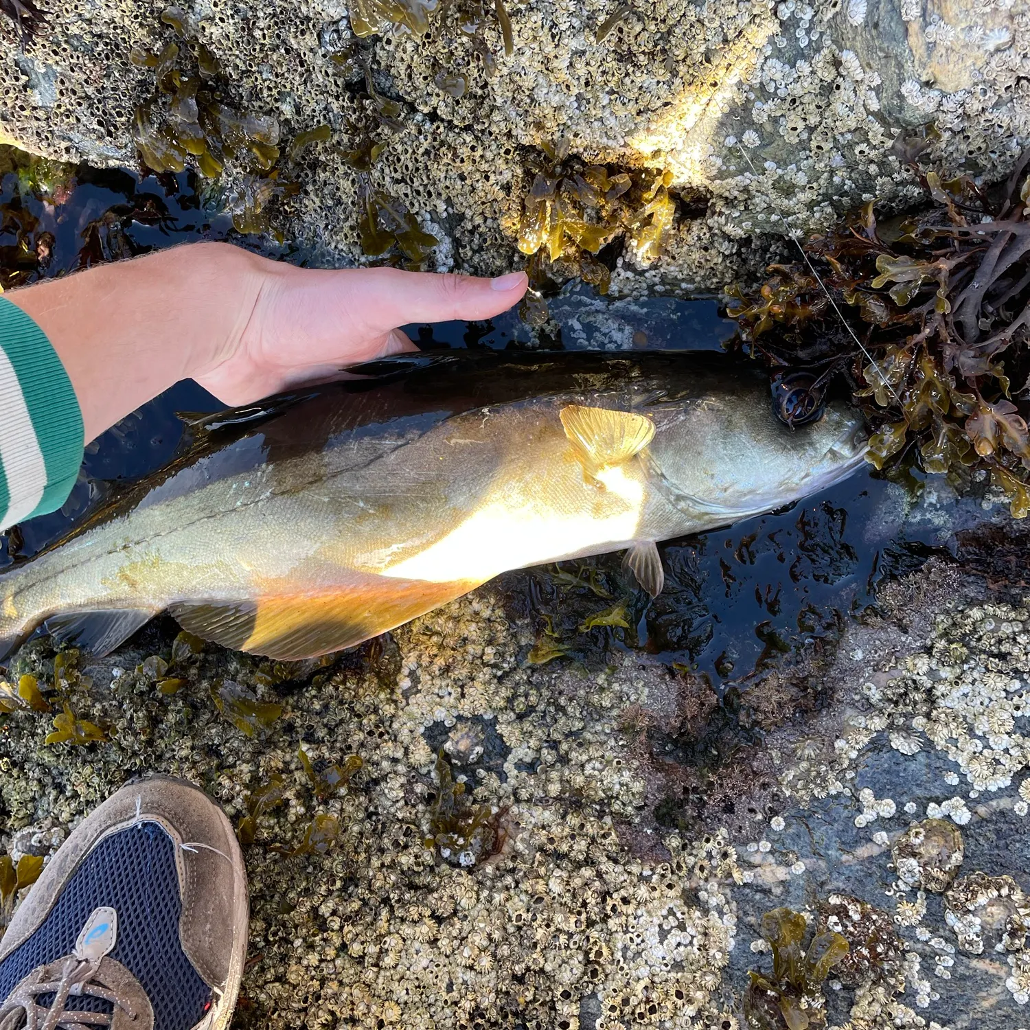 Pollack caught on Fishbrain