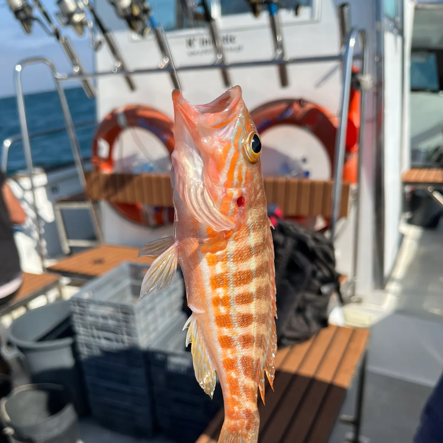 The most recent Rock grouper catches on Fishbrain